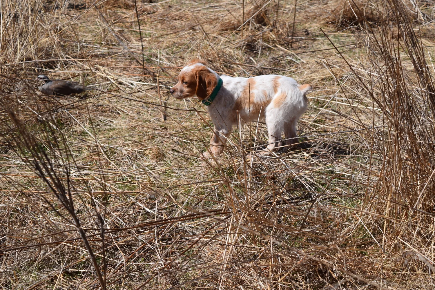 Puppy Info — TRINITY BRETONS