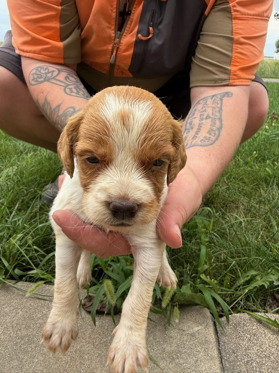 Moose x Red Female 2
