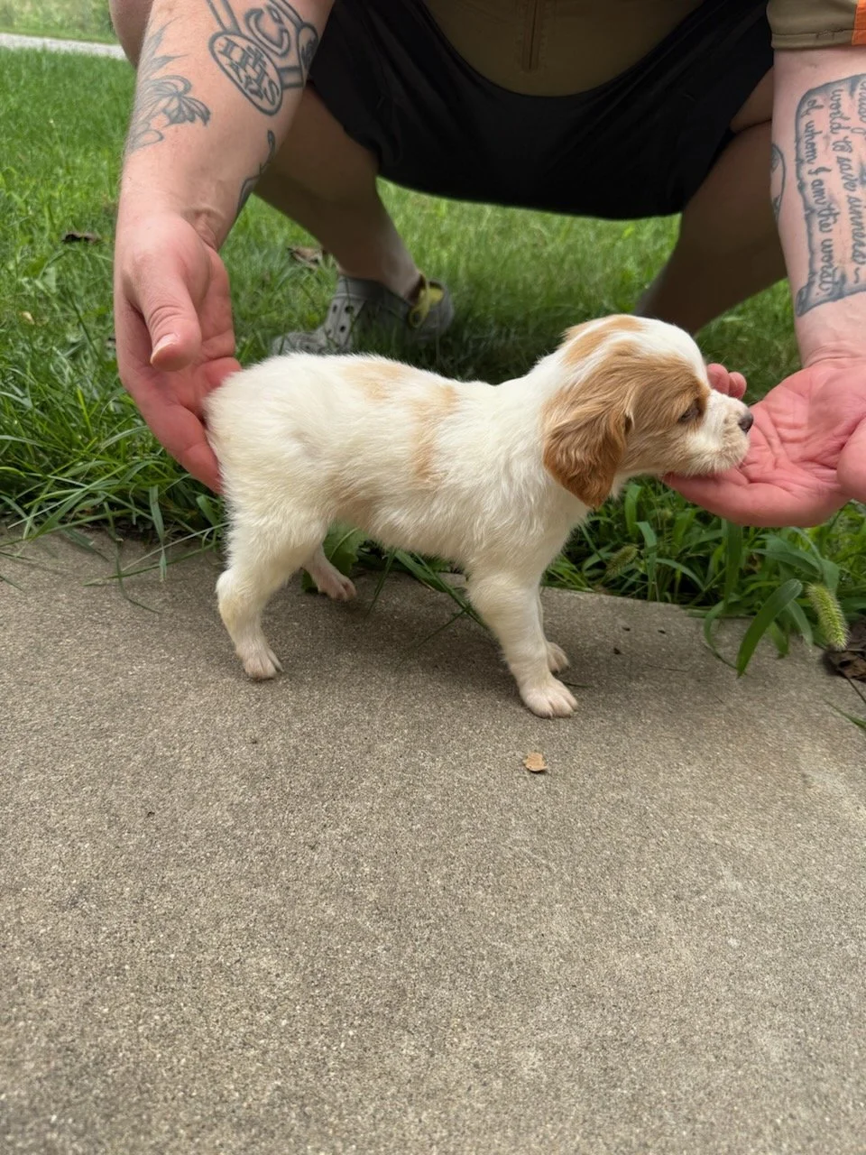 Royce and Blaze Male 1