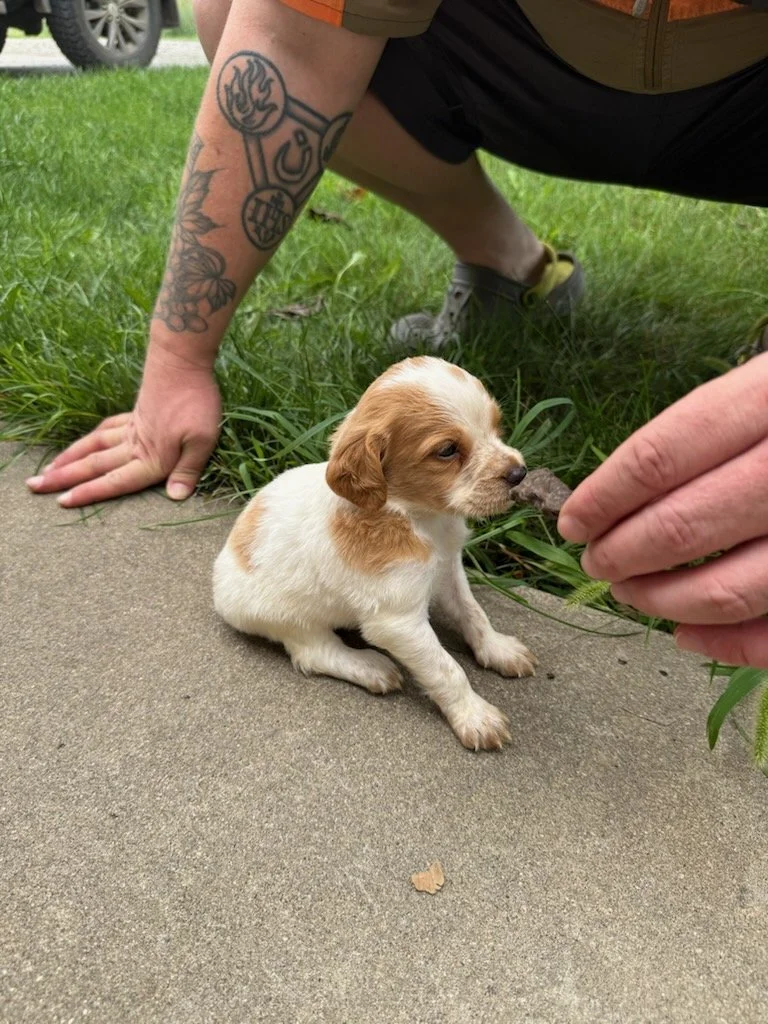 Royce and Blaze Male 2