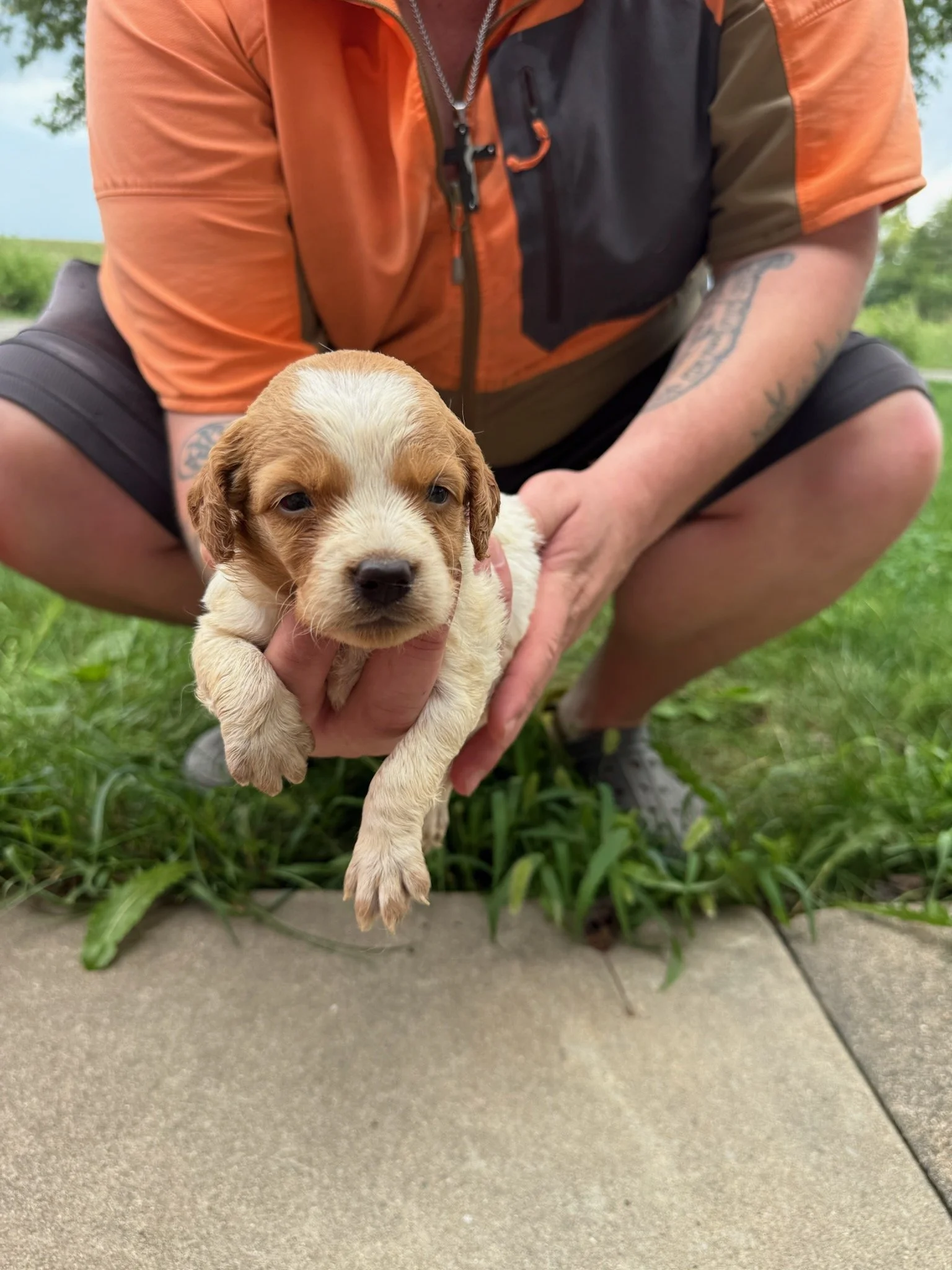 Moose X Red Male 2