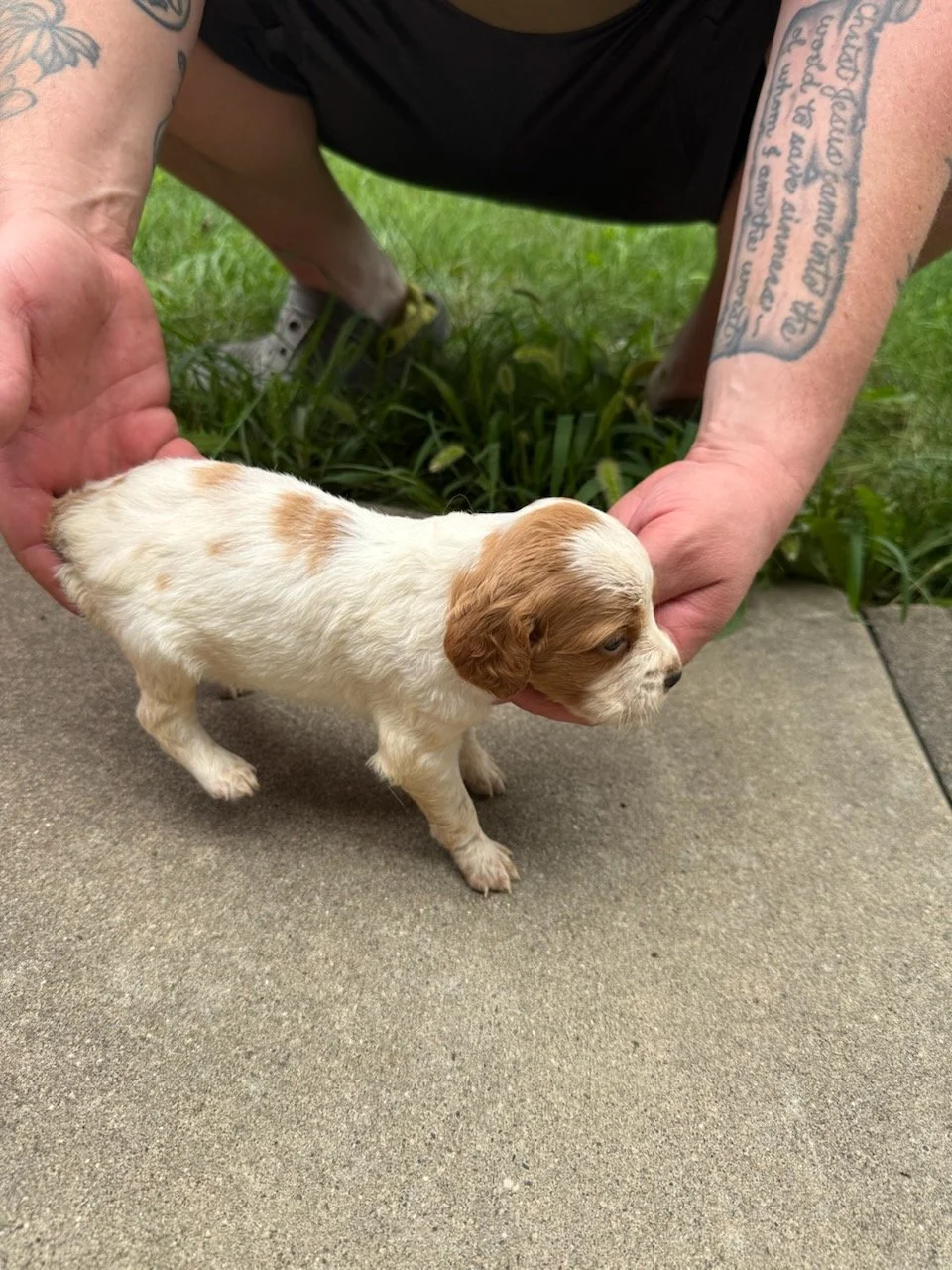 Moose & Red Male 3