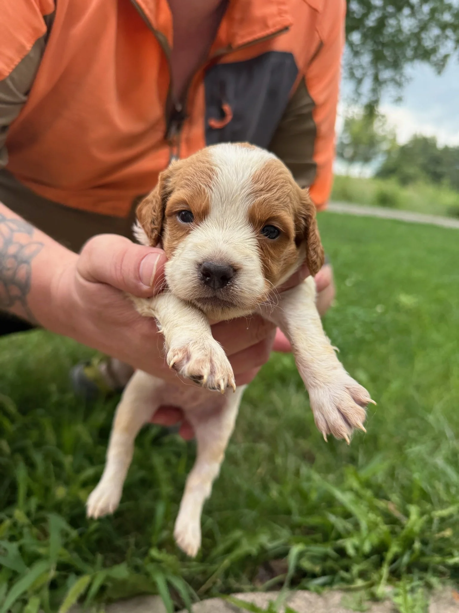 Moose X Red Female 1