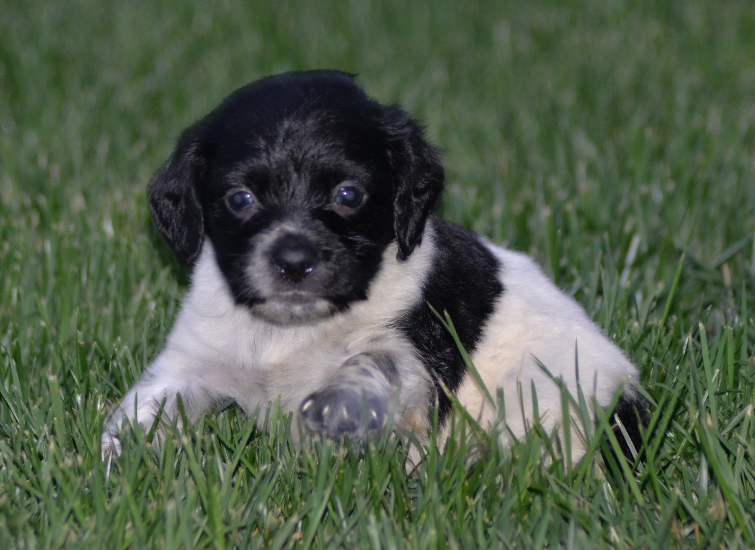 Puppy Info — TRINITY BRETONS