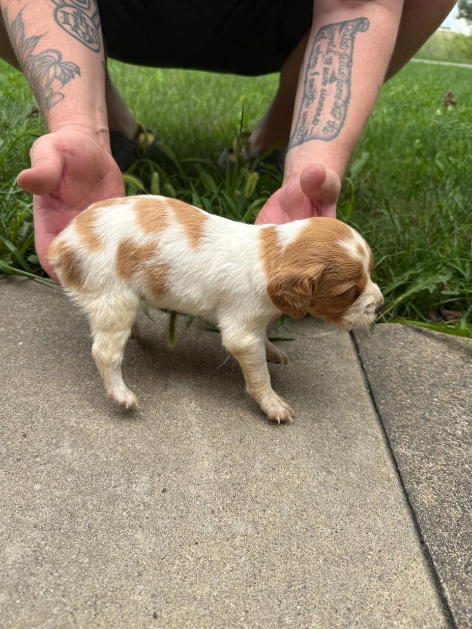Moose x Red Female 2