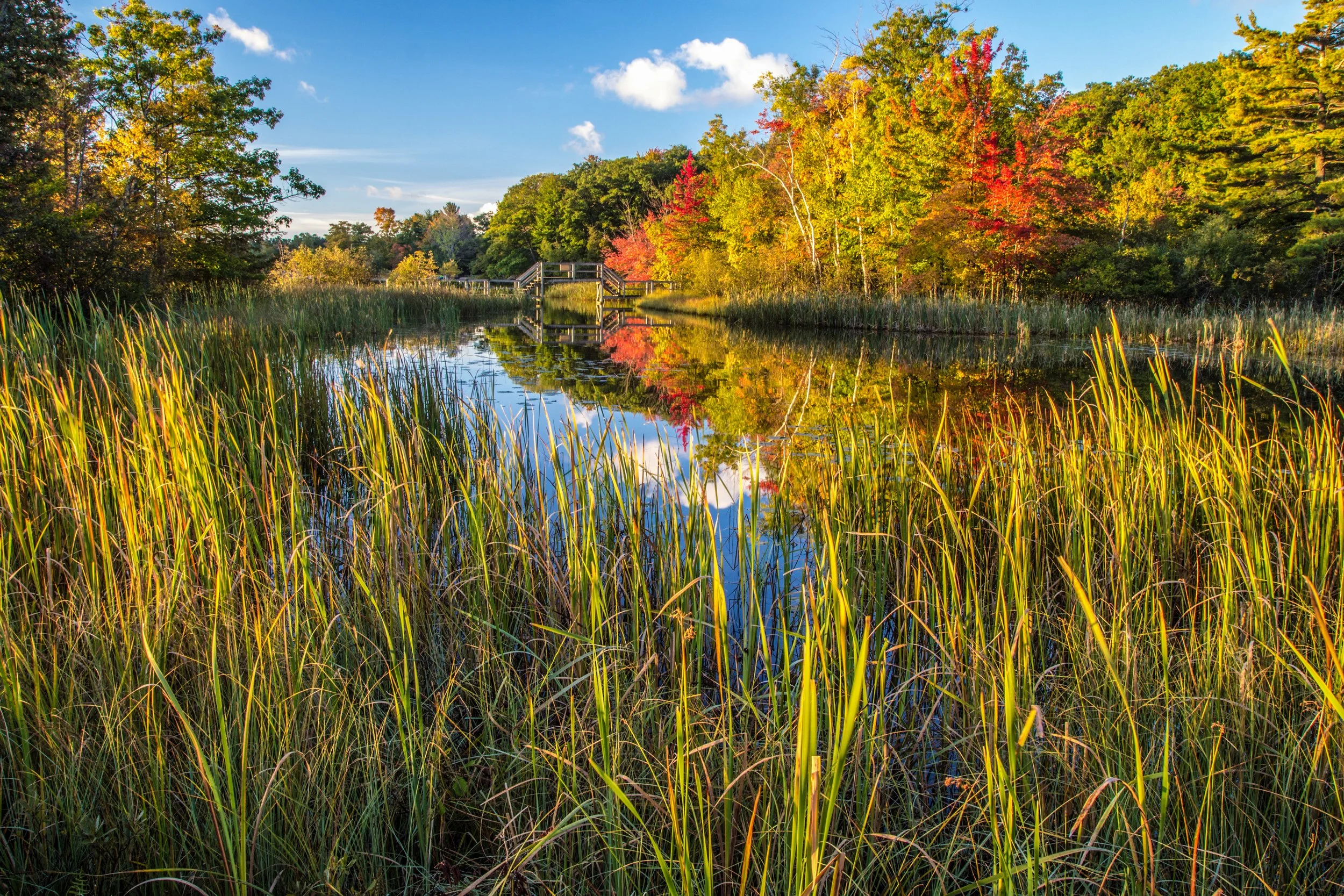 A serene landscape of a lake surrounded by trees with colorful fall foliage, tall grasses in the foreground, and a partly cloudy sky.
