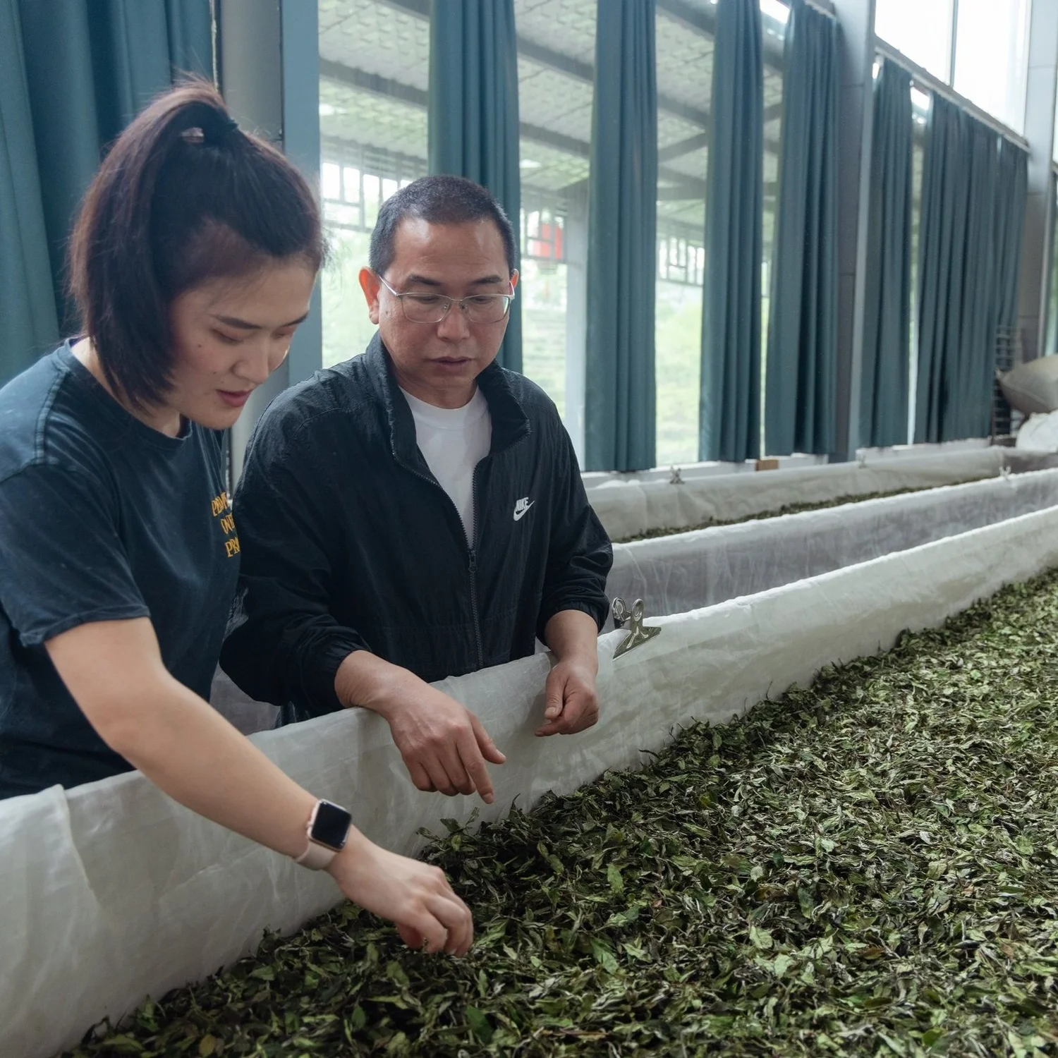 Volition Tea Trapped in Amber pagoda red annie and farmer xie examining the harvest