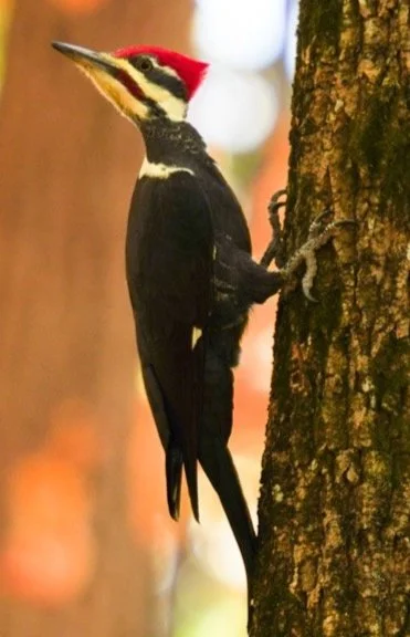 Mr. Woodpecker. Fall 2022.