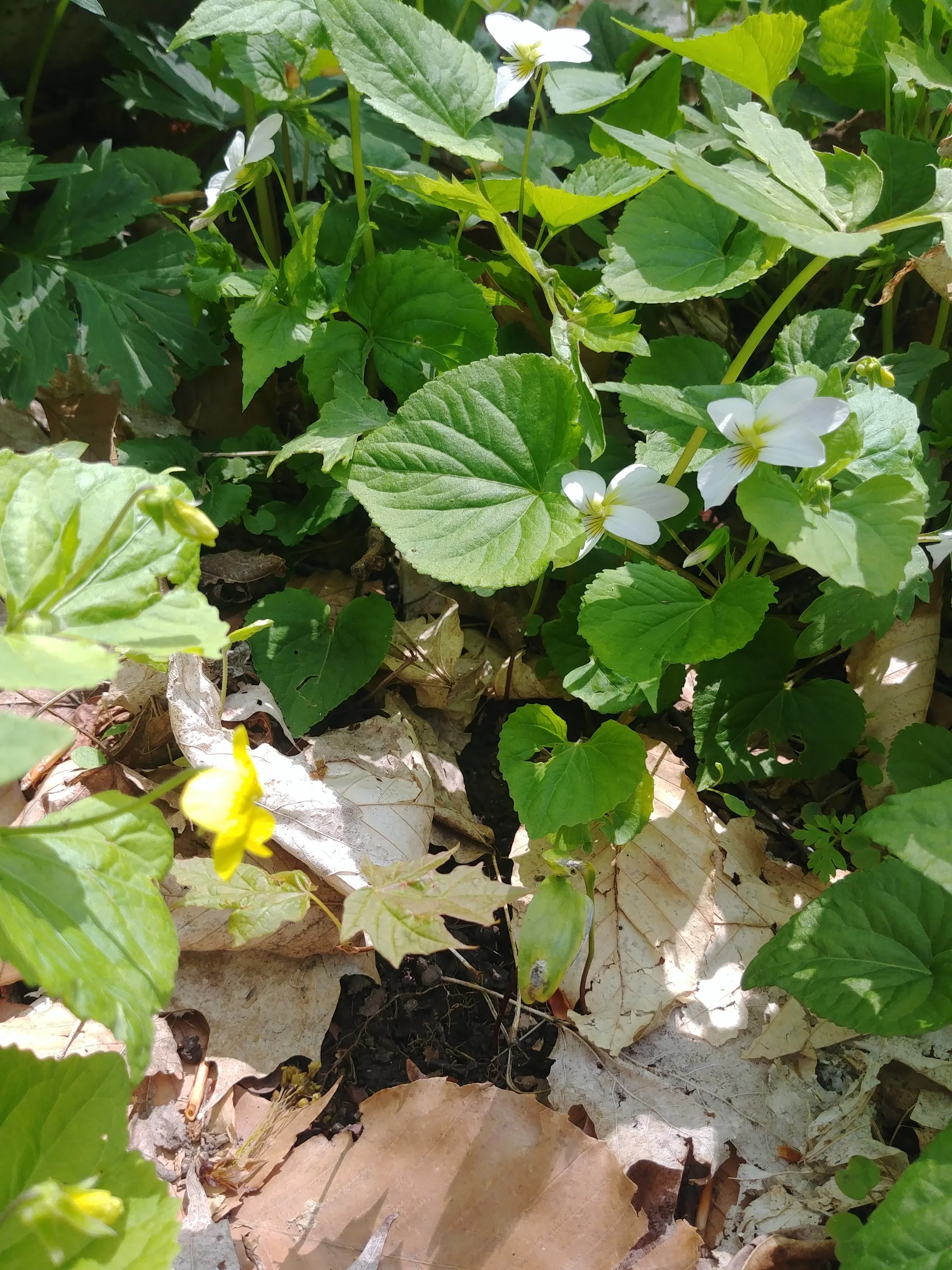 3. Visit Tobermory Before the Summer Rush 