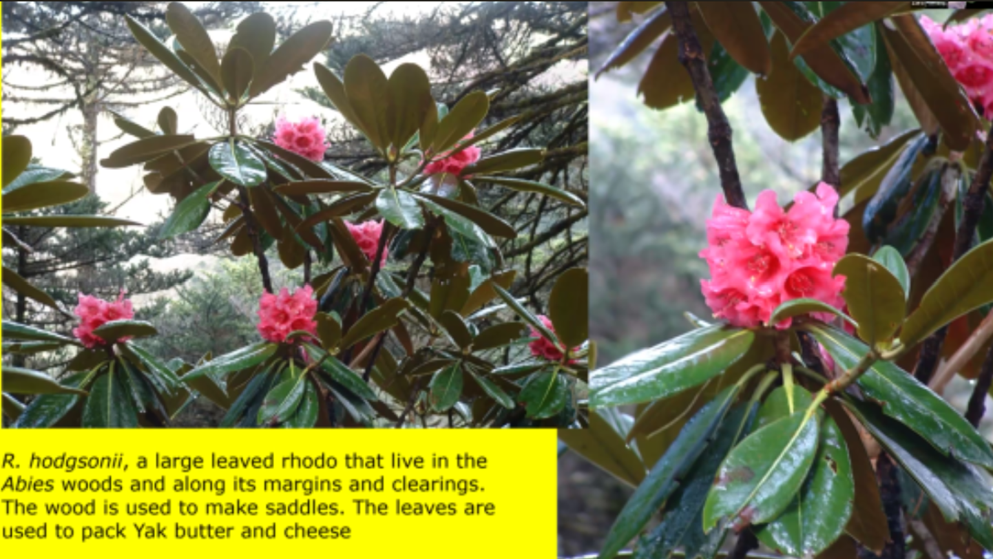 The Rhododendrons of Bhutan and their uses for local people - a talk by Matt Heasman