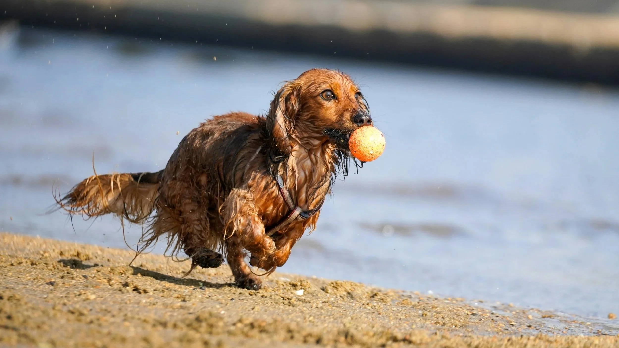 A brown longhaired dachshund running across a beach chasing a ball.
