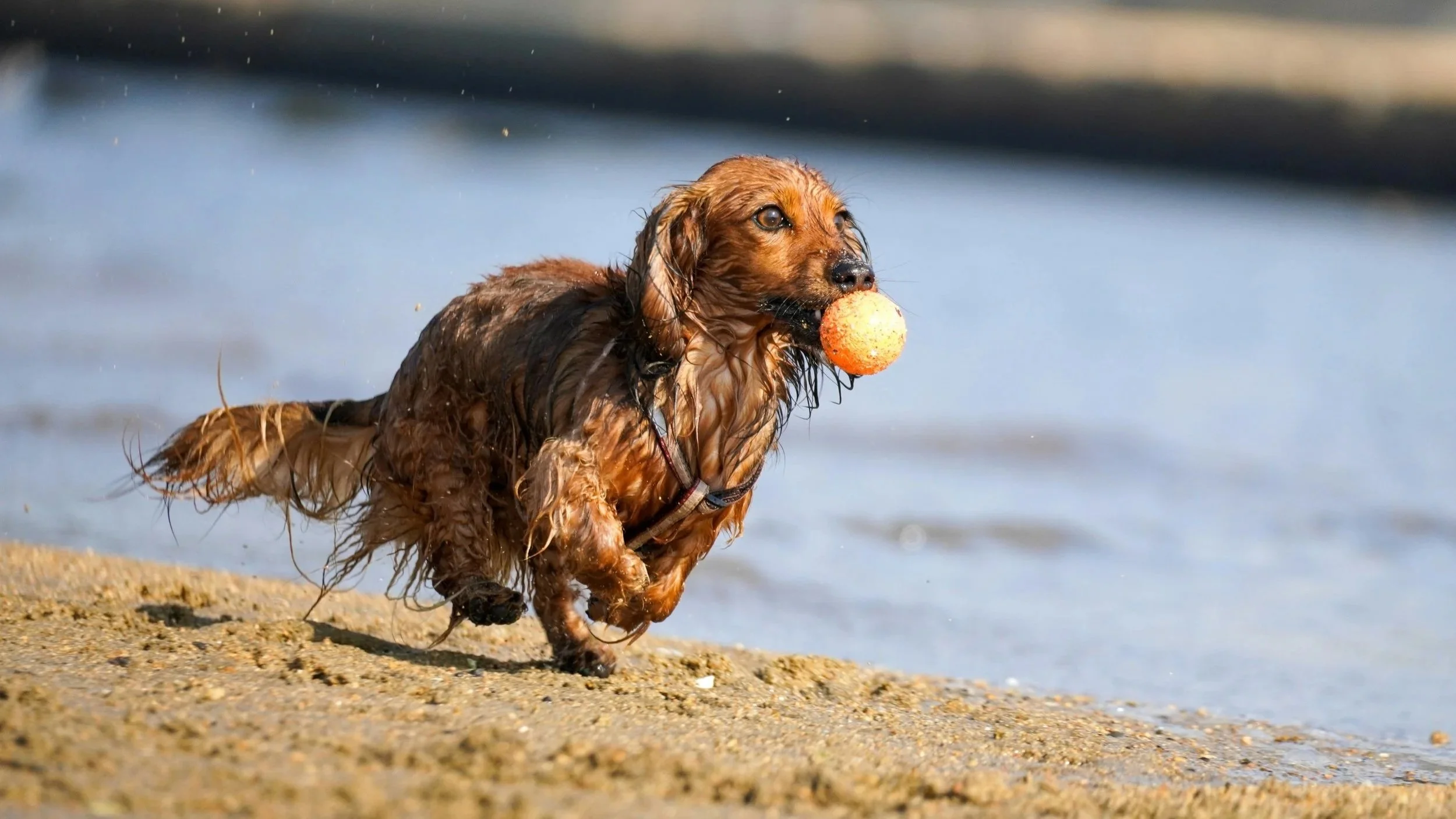 Should I play fetch with my dog?