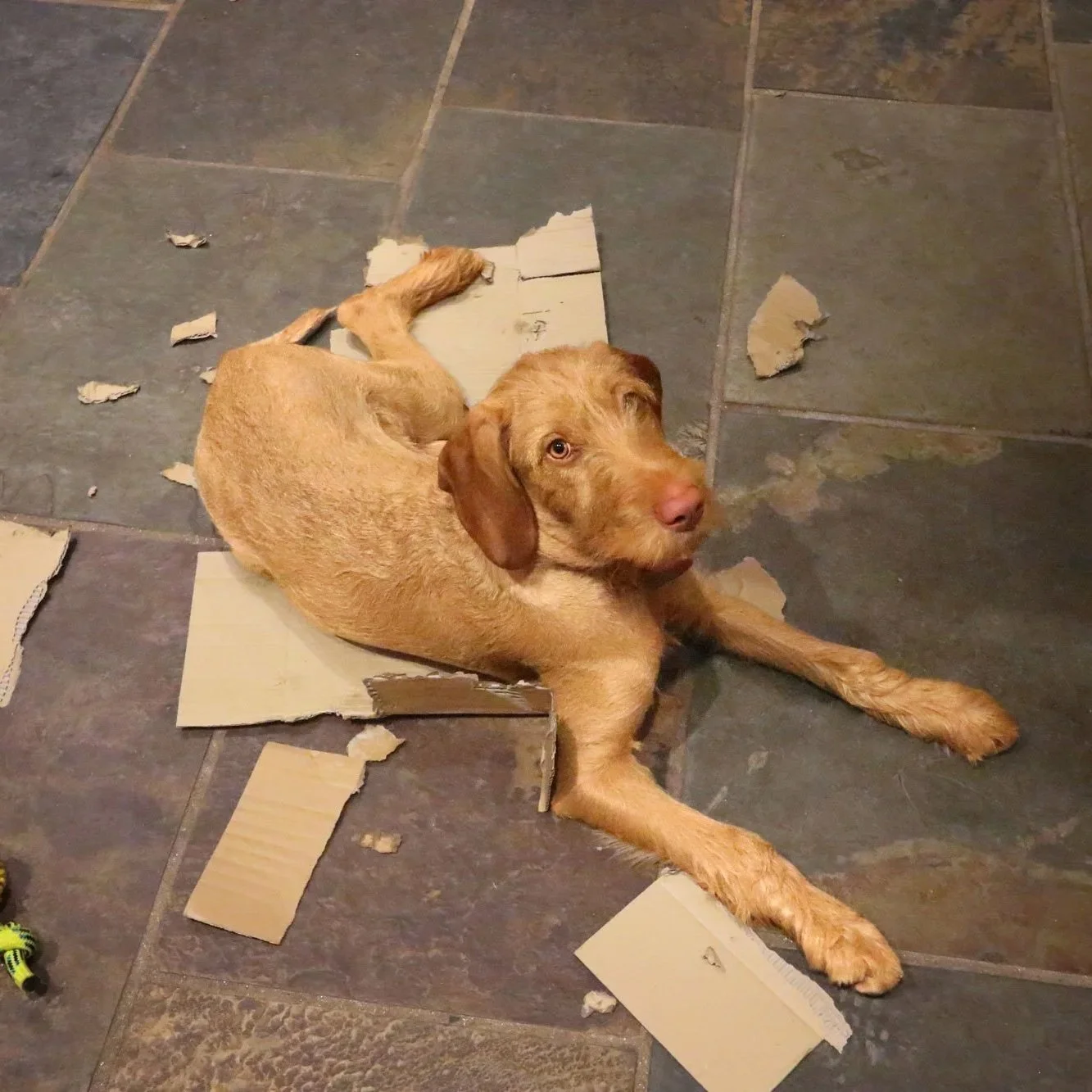 My dog Hattie (a wirehaired vizsla) lying on ripped up cardboard. She is looking up at the camera with her ears back.