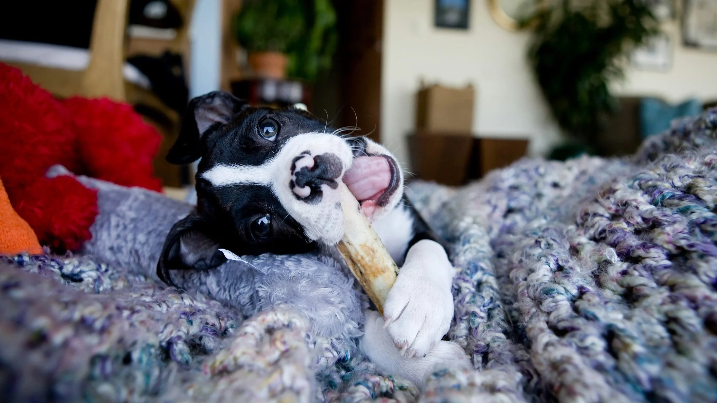A black and white Boston terrier lying on a blacking chewing looking relaxed.