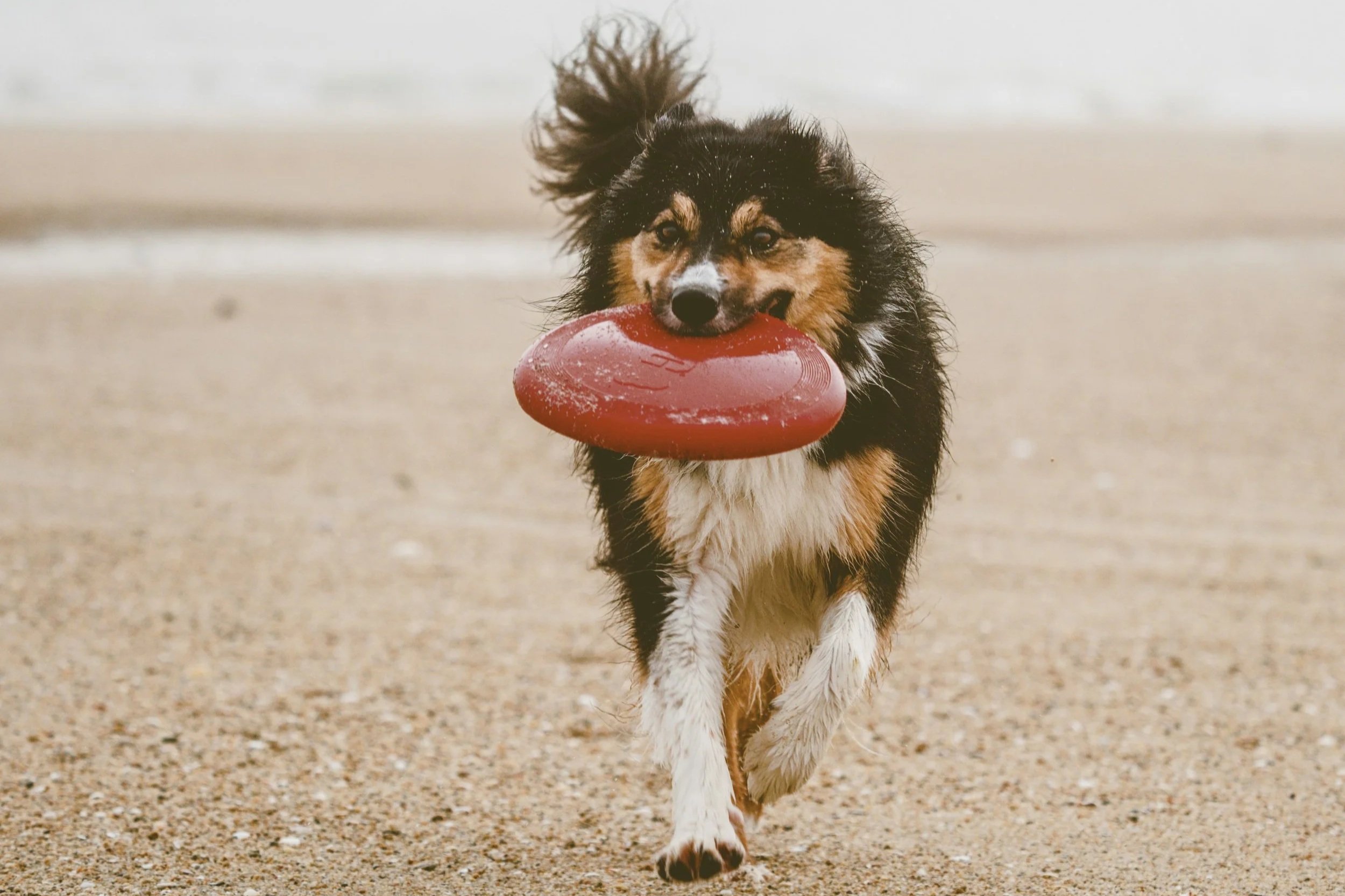A black white and tan Border Collie on a beach walking towards the camera holding a frisbee in their mouth.