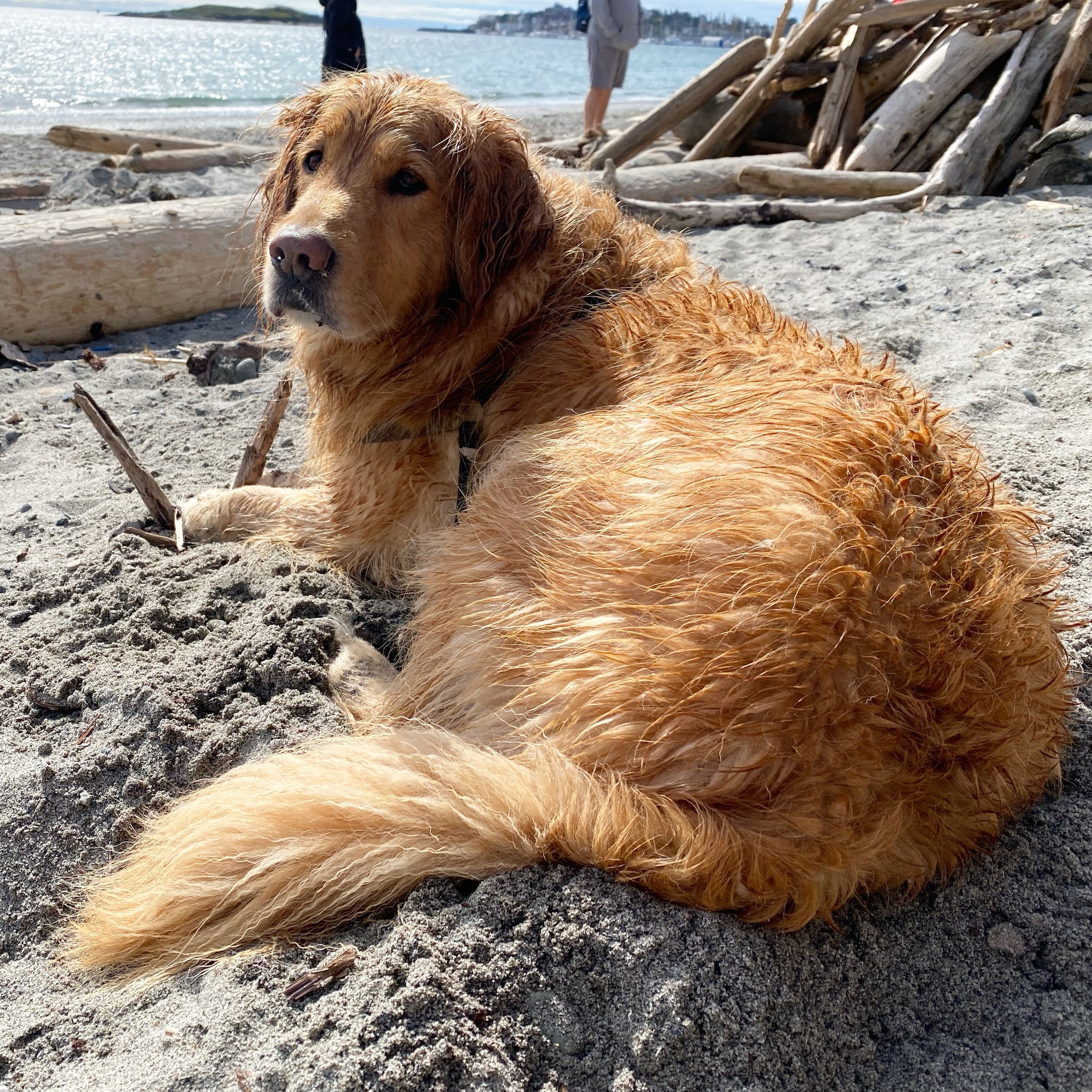 Life is good! Soaking up the last of the beach days at Willows, only a couple weeks left until summer dog ban so get your pups and enjoy until May 1! 🐾 🏖️ 

.
.
.
#willowsbeach #dogsofinstagram #goldenretriever #goldensoninstagram #dogsarethebest #