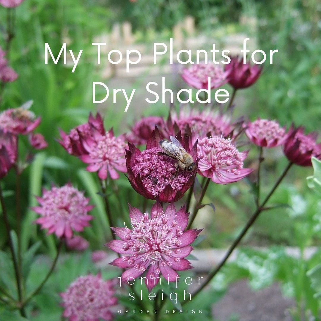 A new blog post has dropped on the website!

If you&rsquo;ve got that most tricky of sites, dry shade &mdash; think gardening under large established trees, especially our big doug firs, that foundation bed that never gets rain during winter, or next