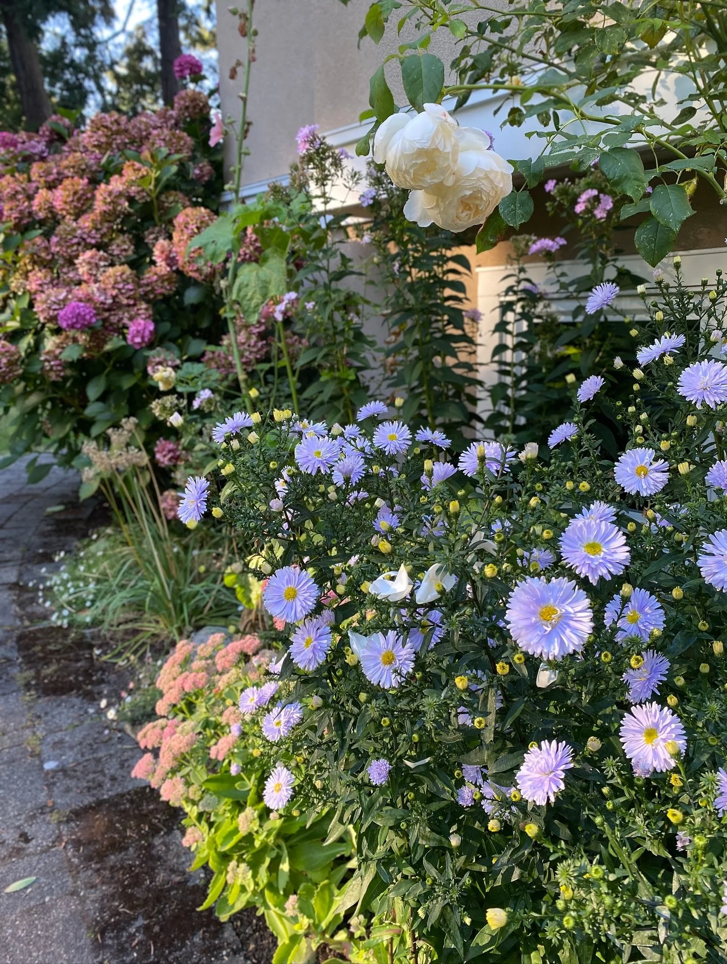 Some fall shots of the home garden set to a soundtrack I will soon be listening to in person 🙌🏽

#mygarden #fallgarden #latesummer #goldenseason #ohanafestival