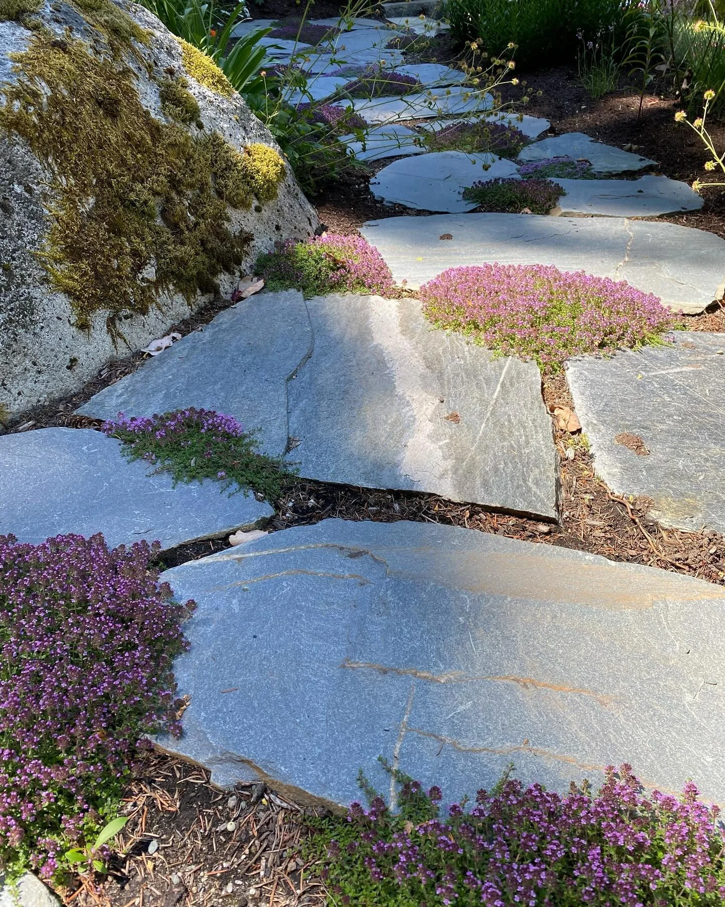 Tumbled XL San Juans looking great with the slowly spreading thyme planted between. I used a couple of varieties for interest and plan to divide them and plant this fall. I love the process! Good things come to those who wait 🌿

Laid by @rocklandgar