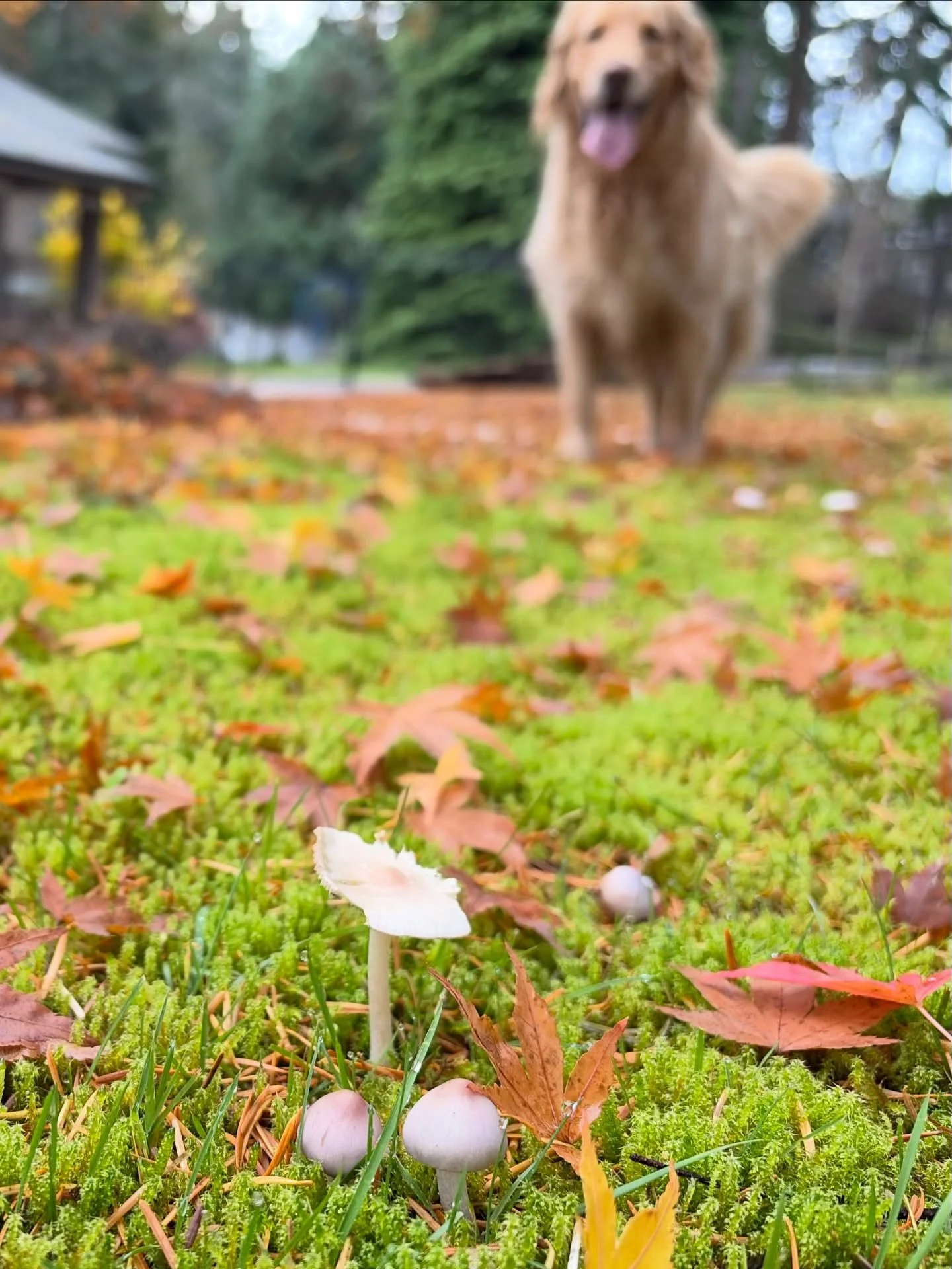 Thought I would dedicate a post to these reminders of the massive network of life beneath our feet &mdash; The intricate complexity of the mycelial system, this planet&rsquo;s communication centre between the giants among us - the trees - and all the