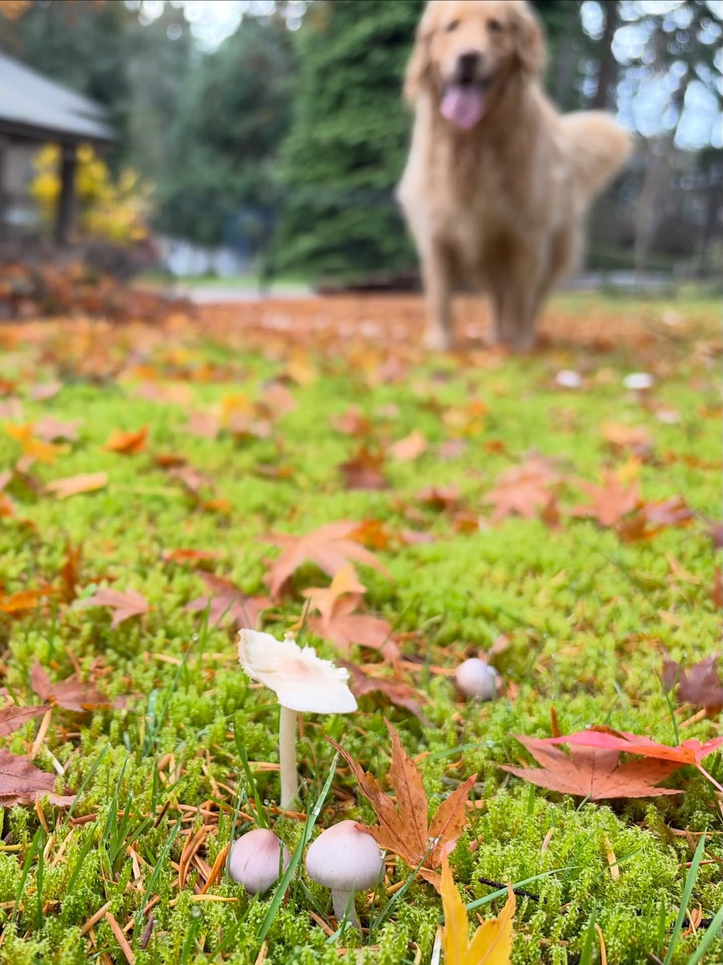 Thought I would dedicate a post to these reminders of the massive network of life beneath our feet &mdash; The intricate complexity of the mycelial system, this planet&rsquo;s communication centre between the giants among us - the trees - and all the