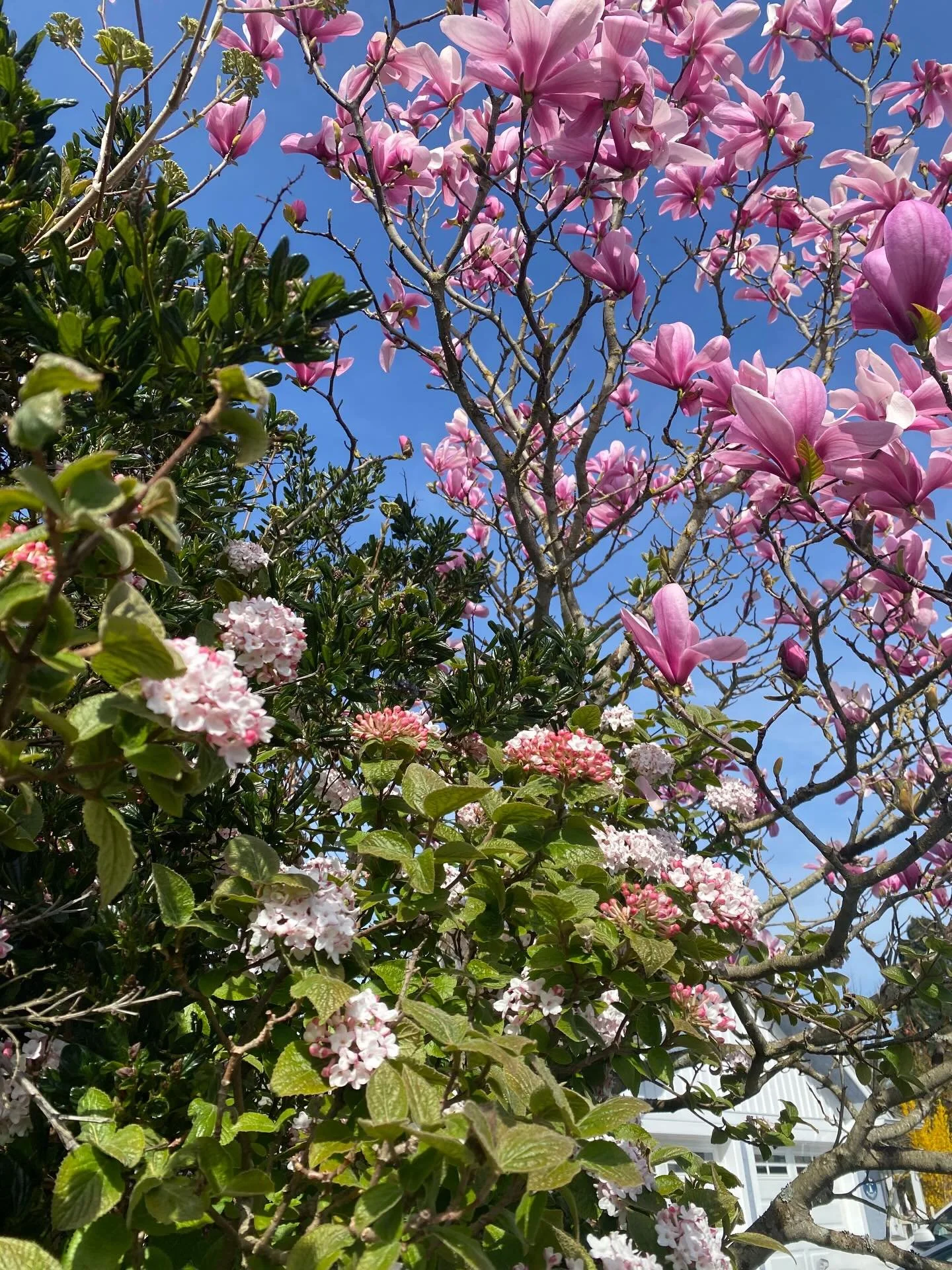 Just something pretty 💗