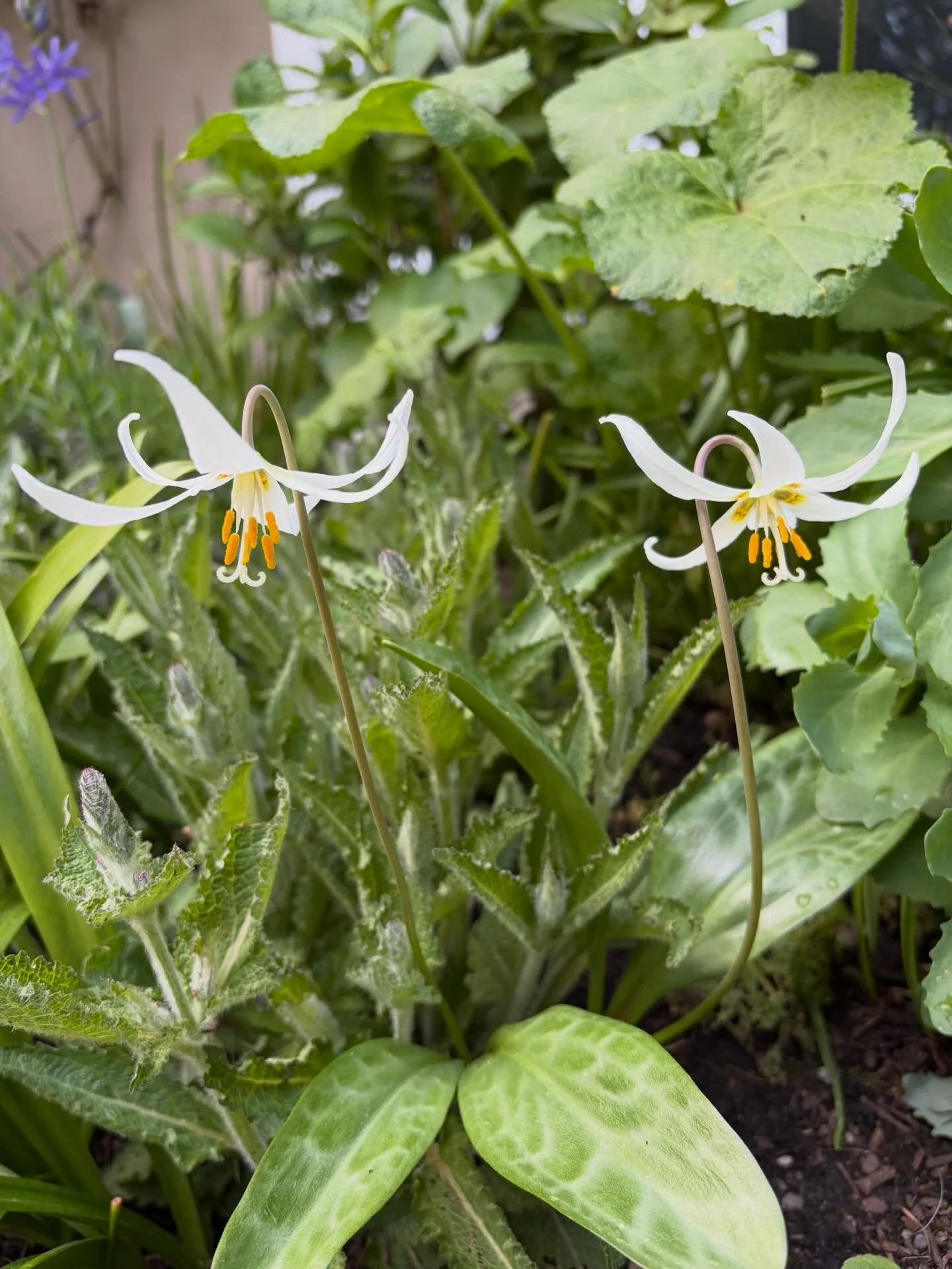 Fawn lily joy