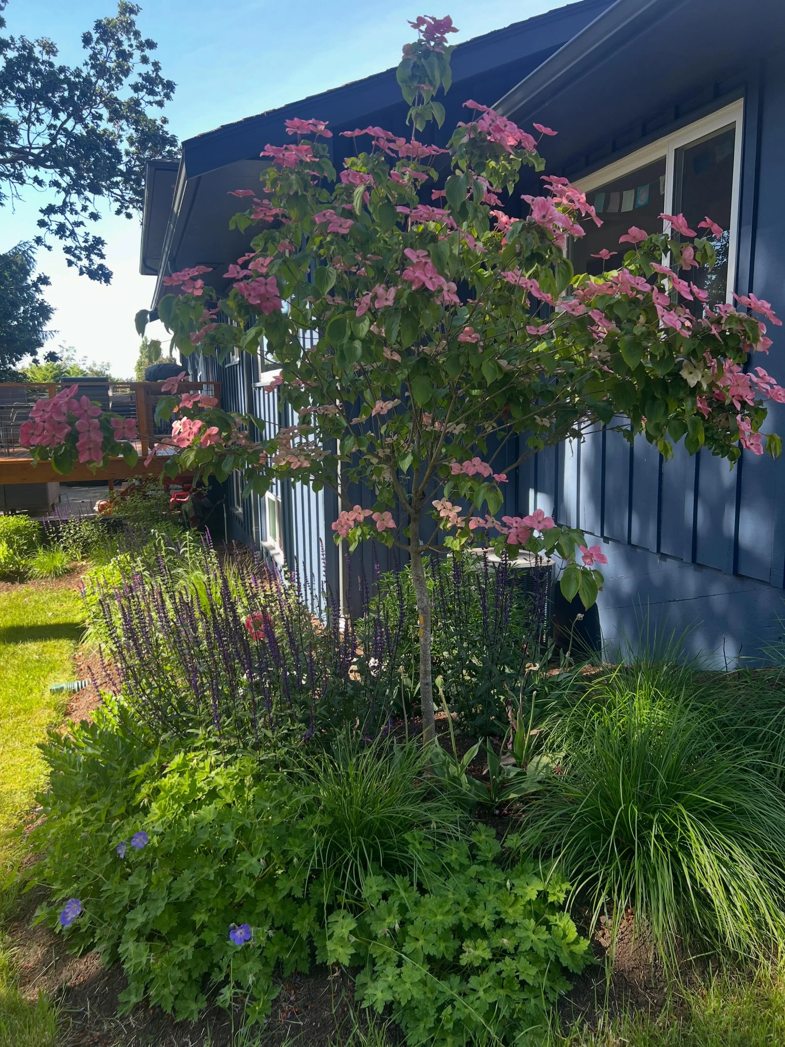 A little stroll back through time 💚 This corner got the beauty it deserved. Lovingly tended by its owners, this garden is entering year 2 (planted spring 2025). The first two photos were sent to me by the client this spring (thank you!) and then we 
