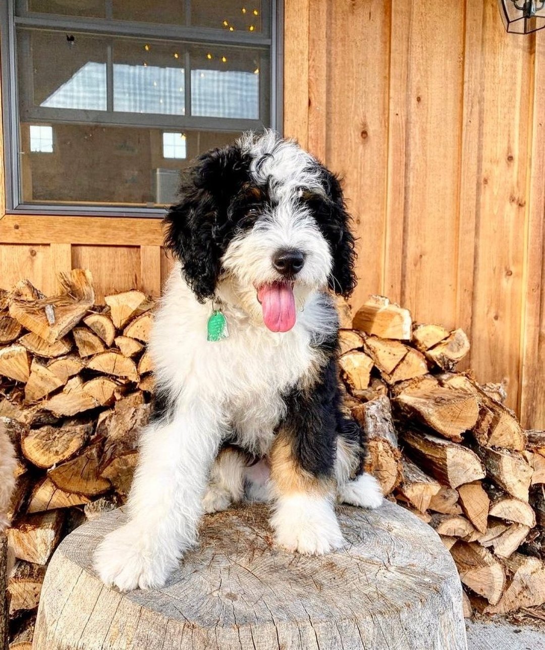 We are dog friendly at both of our locations, inside and out. So bring your good boys and good girls with you and enjoy cider at our Cider Barn or craft spirits at our Distillery.

#dogfriendly #middleburgva