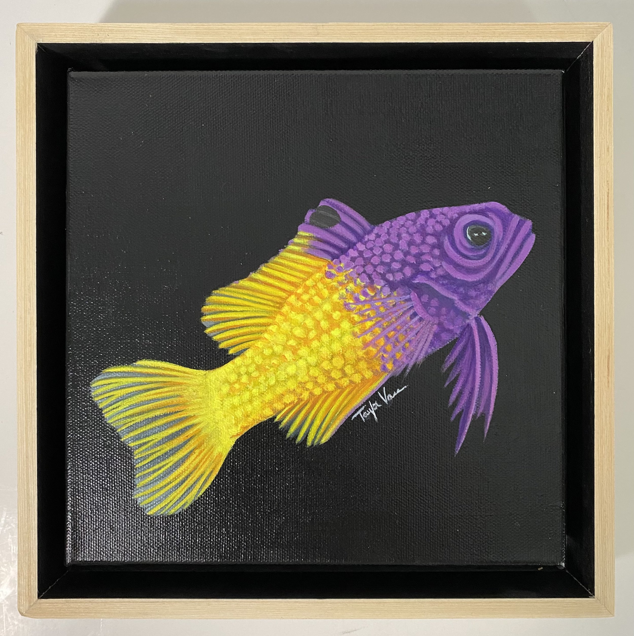 Royal Gamma Fish