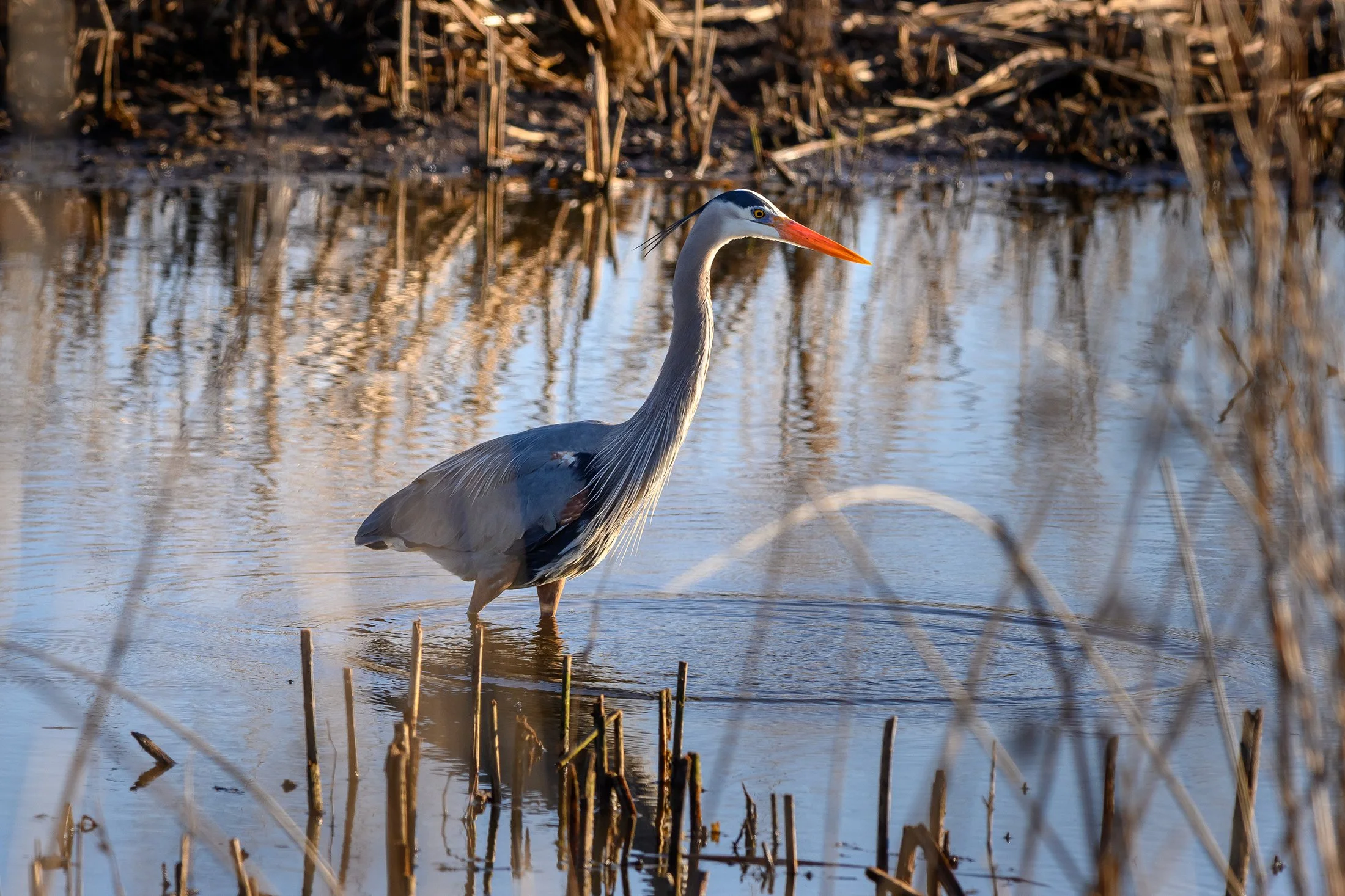Landscapes & Wildlife