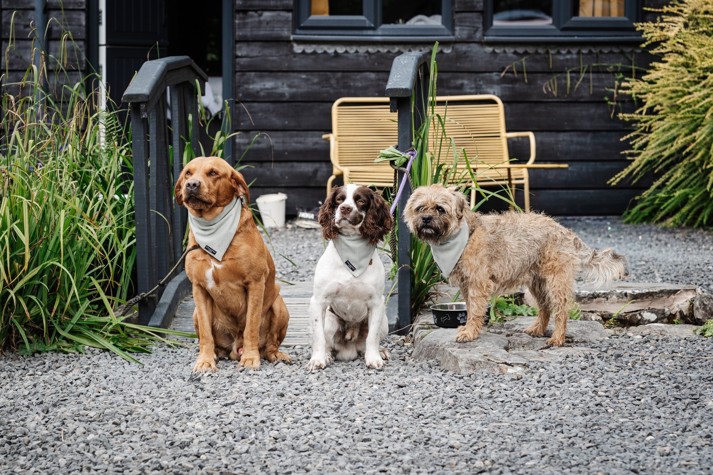 three cute dogs dressed up for a wedding candidly posing