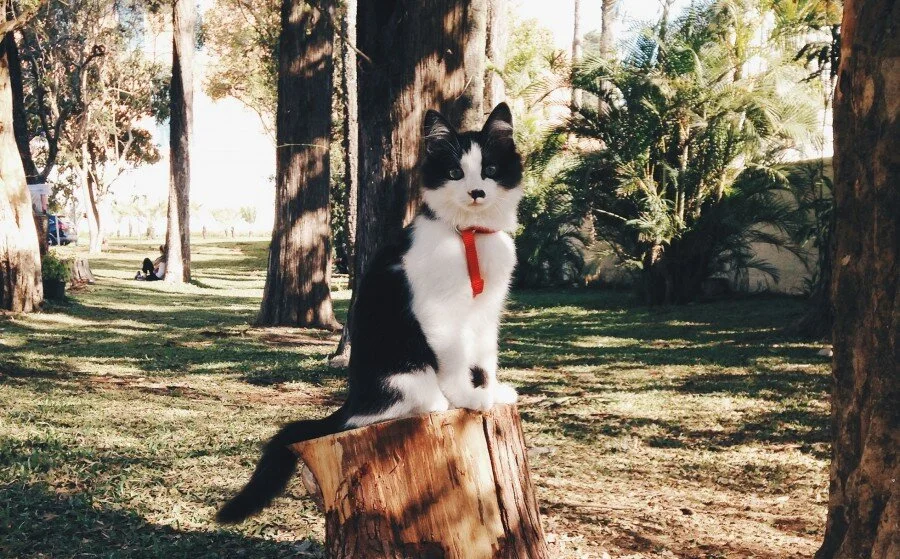 Como levar seu gato para passear