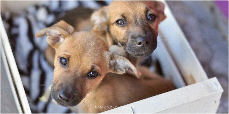 Adoção de filhotes em Curitiba