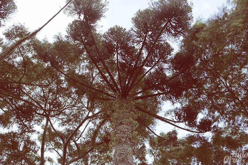 Skater Dress With Contrast Colour