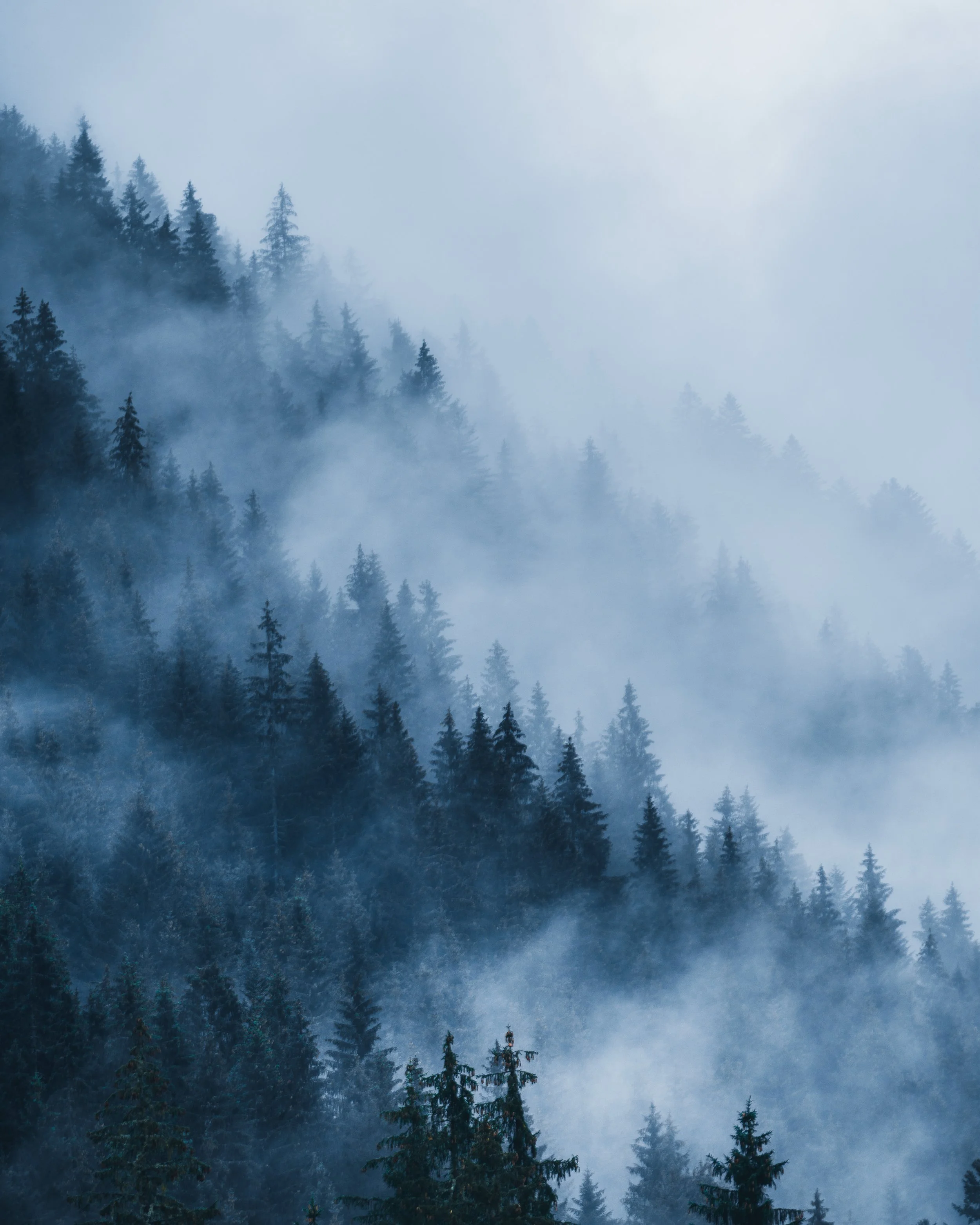 A misty forest of tall evergreen trees with fog or low clouds surrounding them, creating a serene and mysterious atmosphere.