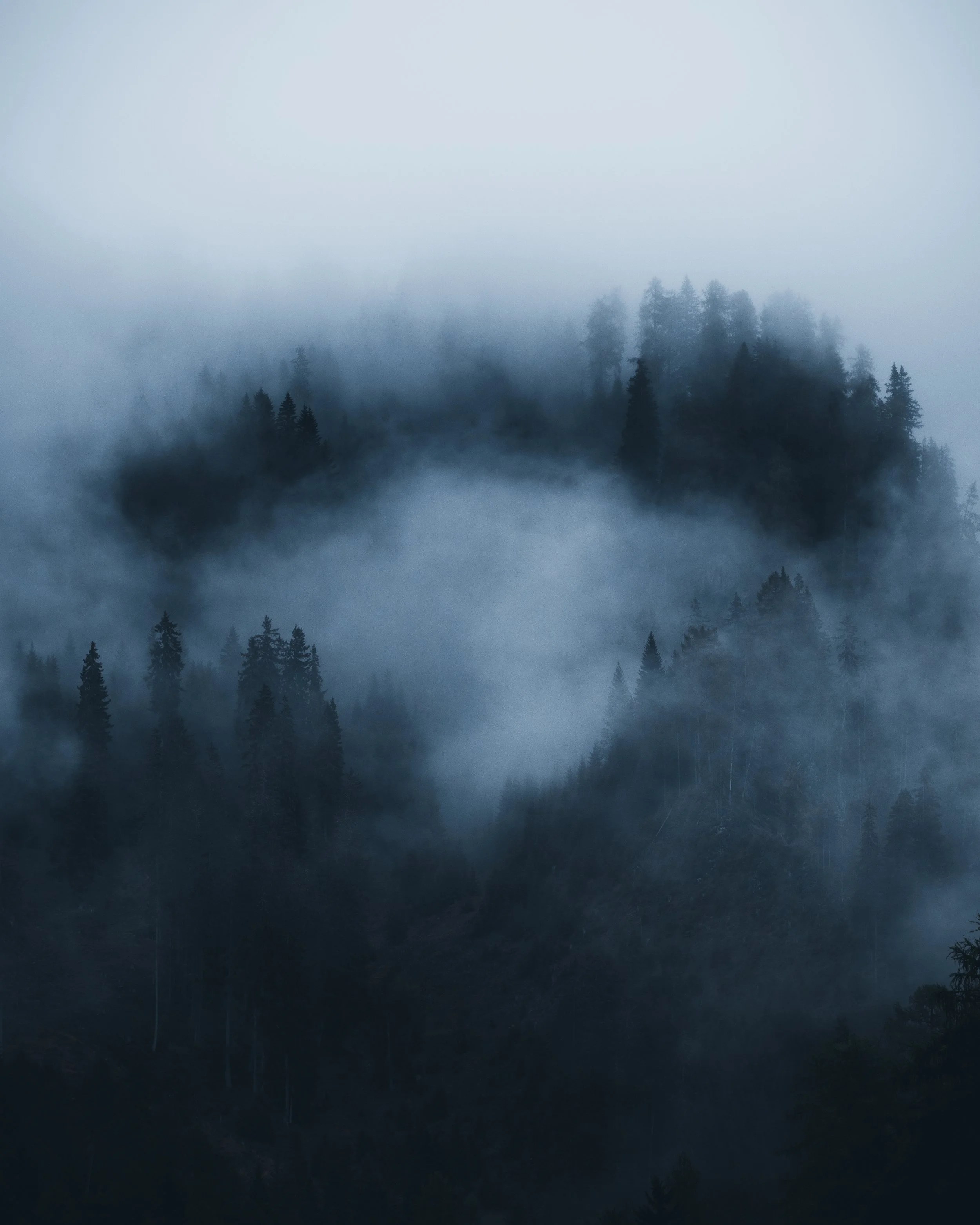 A foggy forest scene with tall pine trees partially obscured by mist.