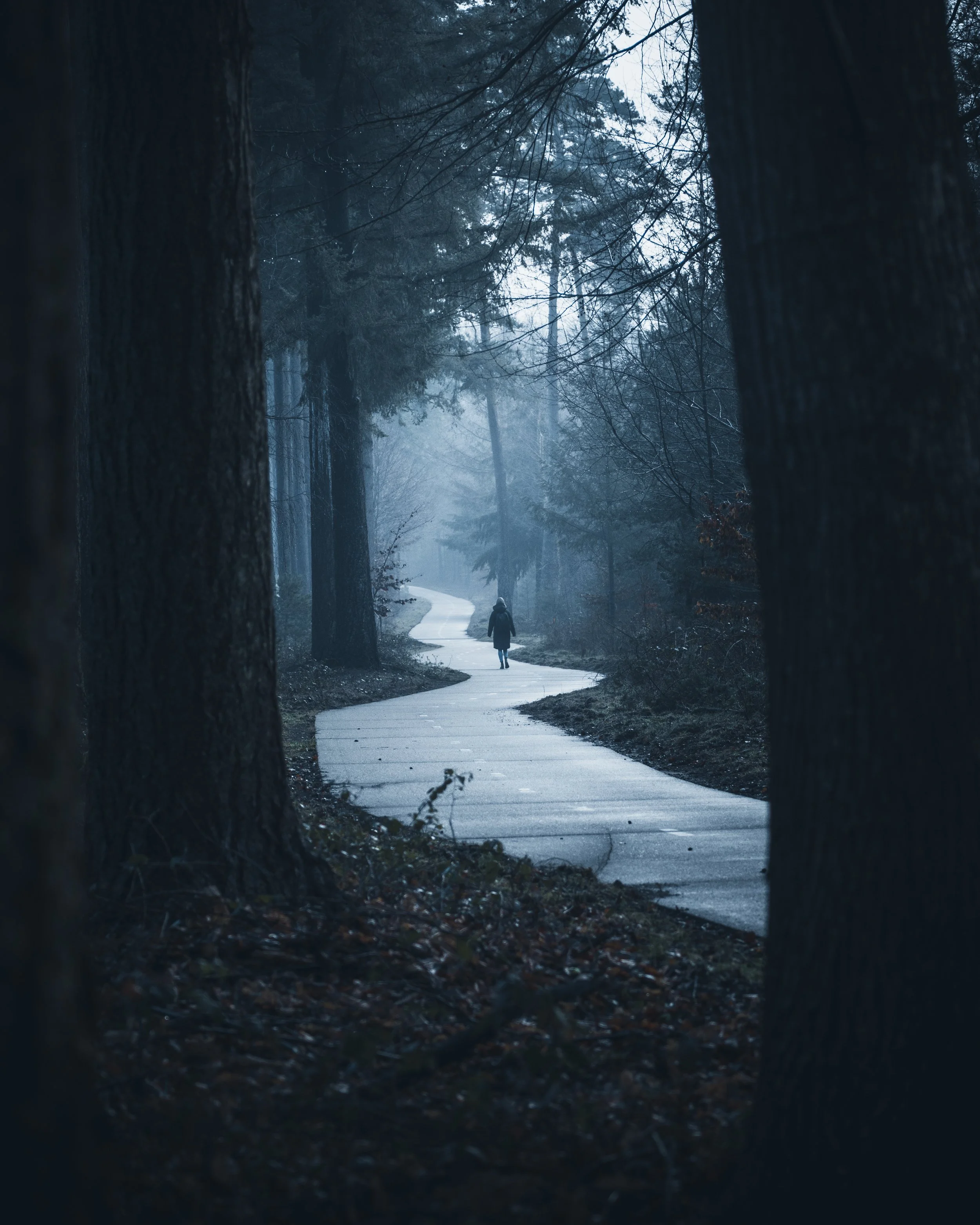 A foggy forest scene with a winding paved path, trees on both sides, and a solitary person walking along the trail.