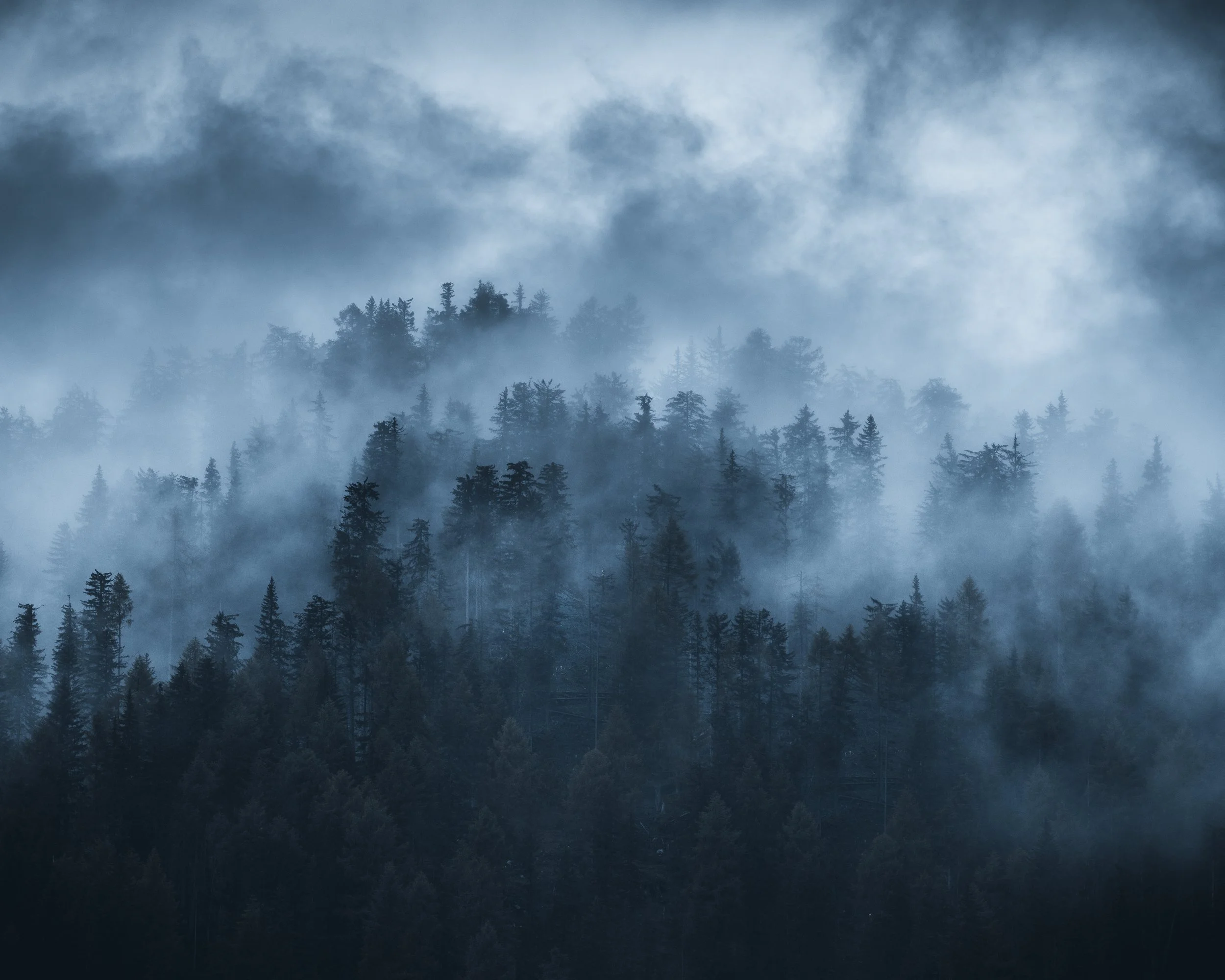 A foggy forest scene with tall trees partially obscured by dense mist and clouds.