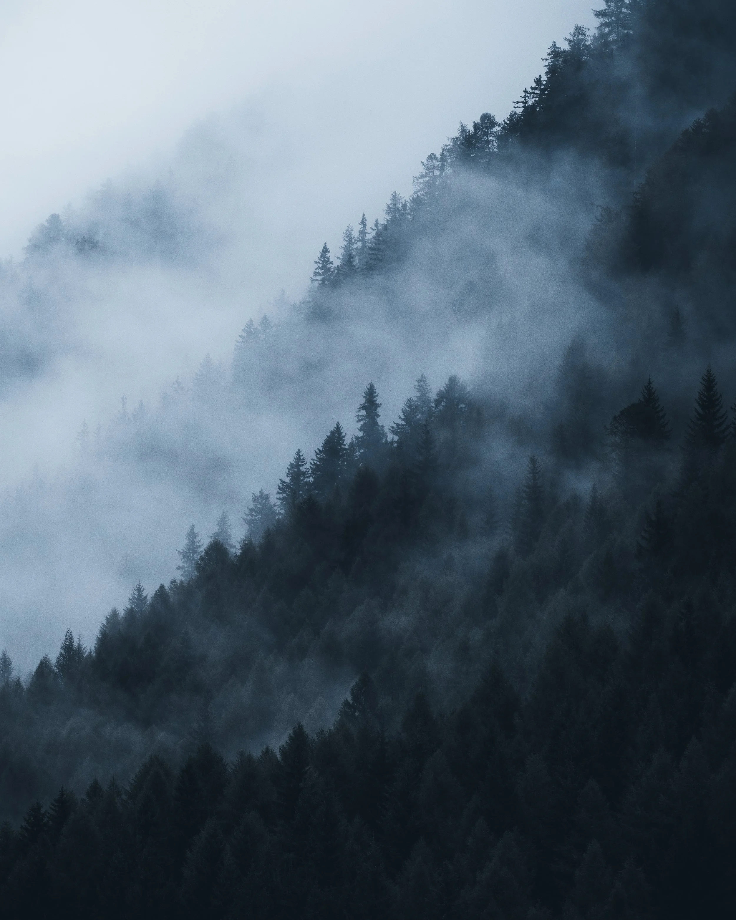 Foggy mountain forest with dense trees shrouded in mist.