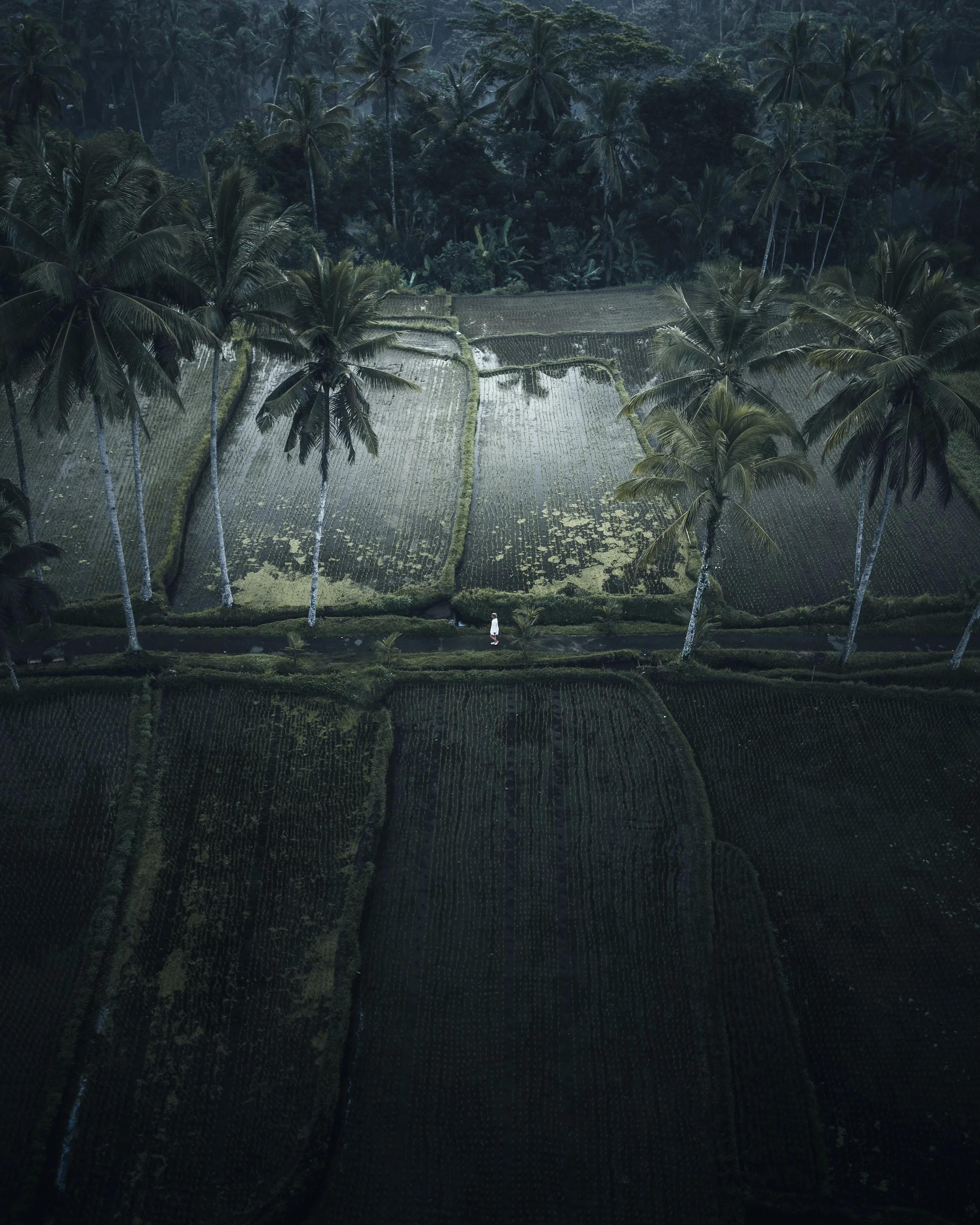 A lush tropical landscape with numerous tall palm trees and rice paddies in the foreground, with a dense forest in the background.