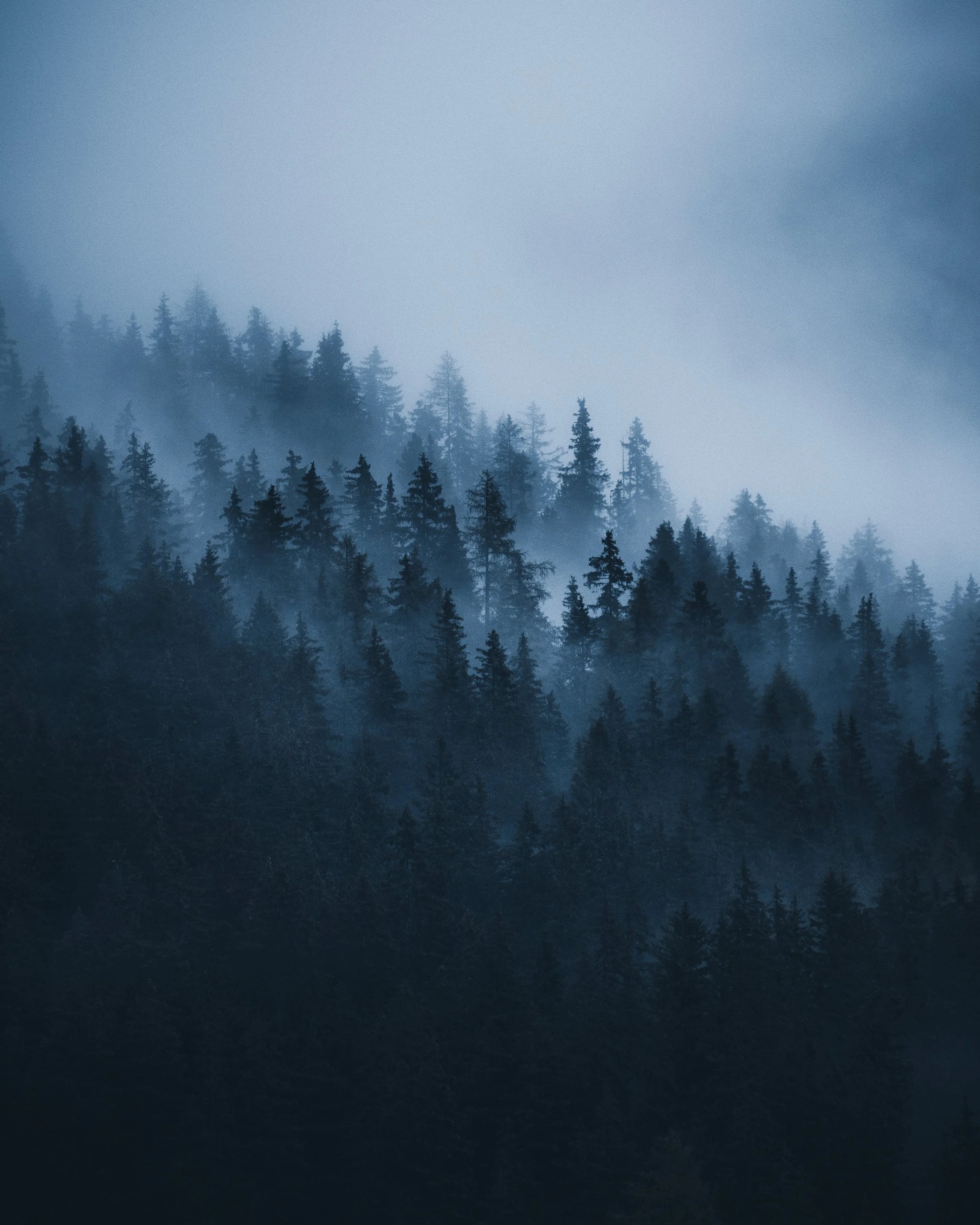 A dense forest of tall evergreen trees in the foggy mountains.