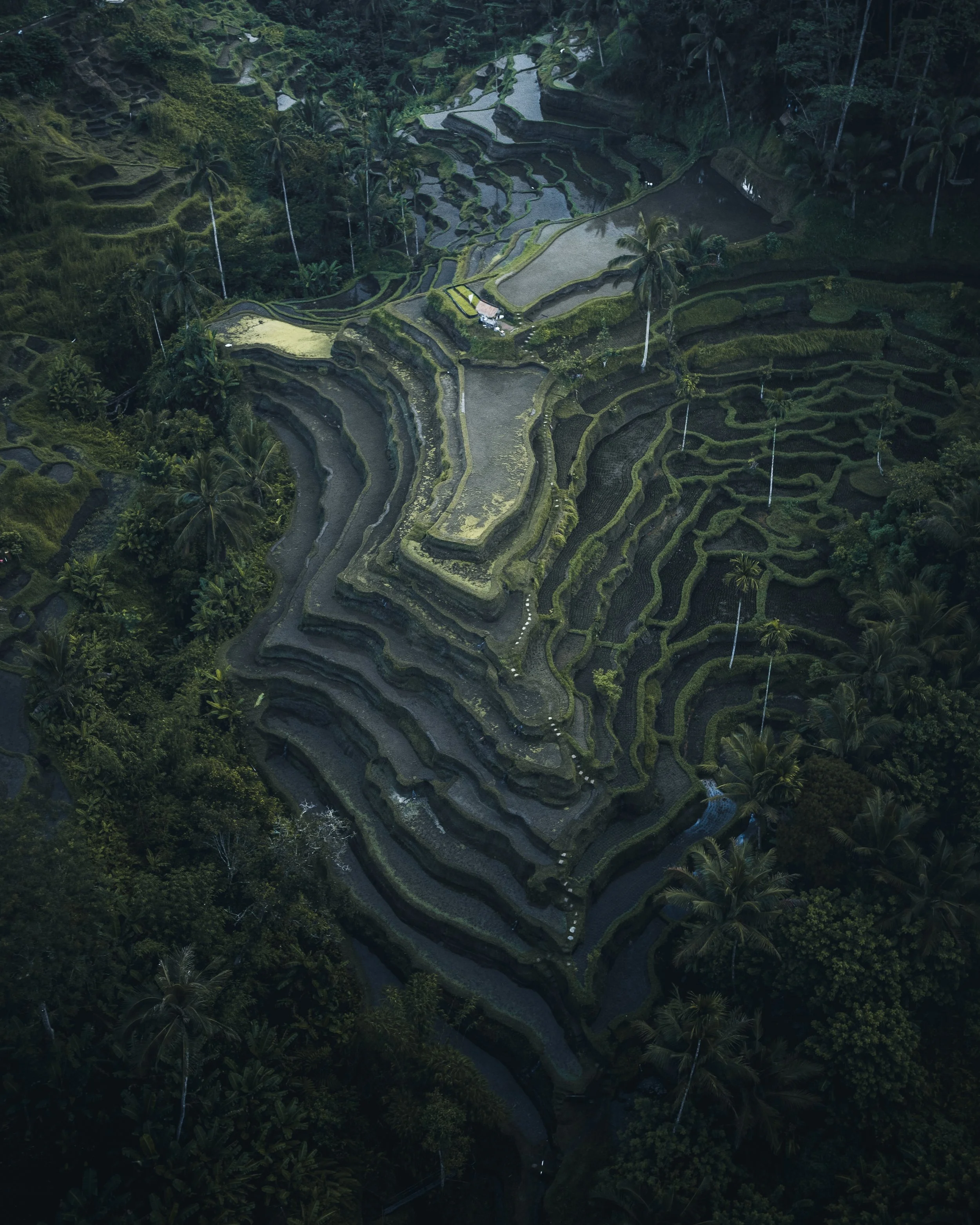 Aerial view of lush green terraced rice fields surrounded by dense tropical forest.