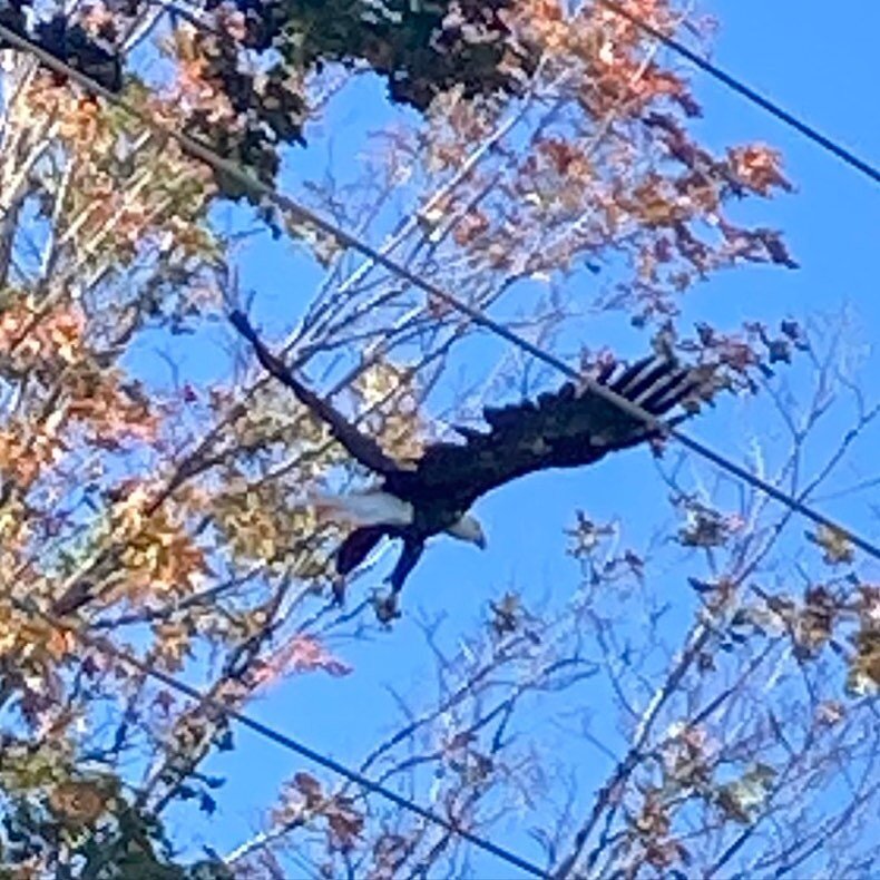 Bald eagle flew over me about 3x. I felt pretty honoured that the &ldquo;King&rdquo; of all birds paid me a visit &hearts;️🦅
#baldeagle #biking #king #birds #adventure