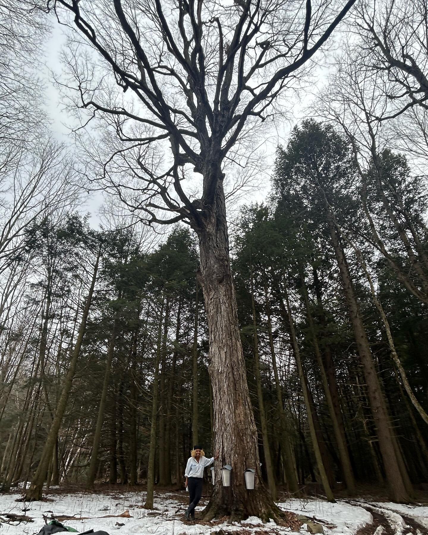 we spent an afternoon at steve&rsquo;s sugar shack here on the island. to observe, listen, and learn both from him and the trees.

#islelamotte #vermont #mapletree #sugarshack #maplesyrup #sugarseason