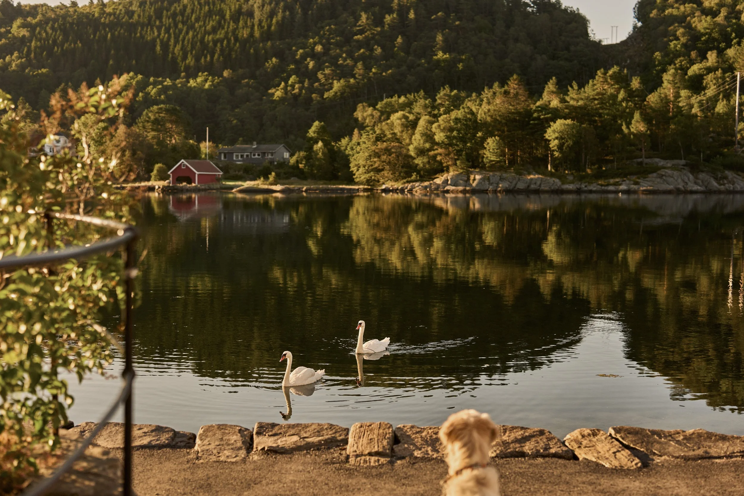 A dog sitting on a stone-lined shoreline watching two swans swimming in a calm lake, surrounded by trees and hills with a red boathouse and houses in the background, during sunset.