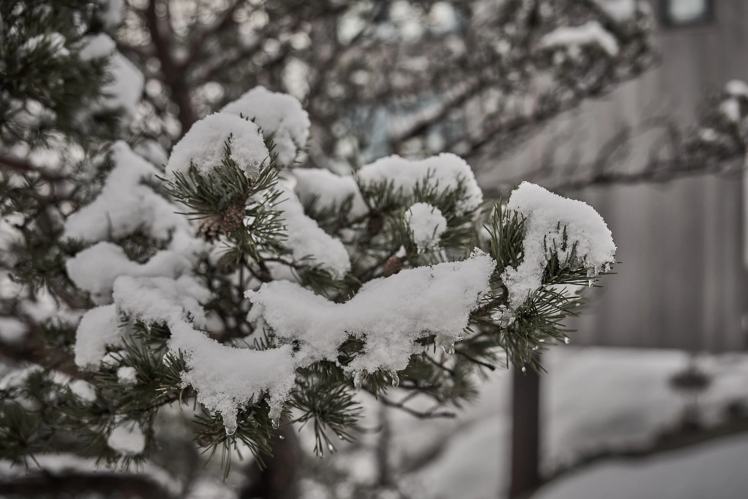 The Bolder Feb 26 111.jpg