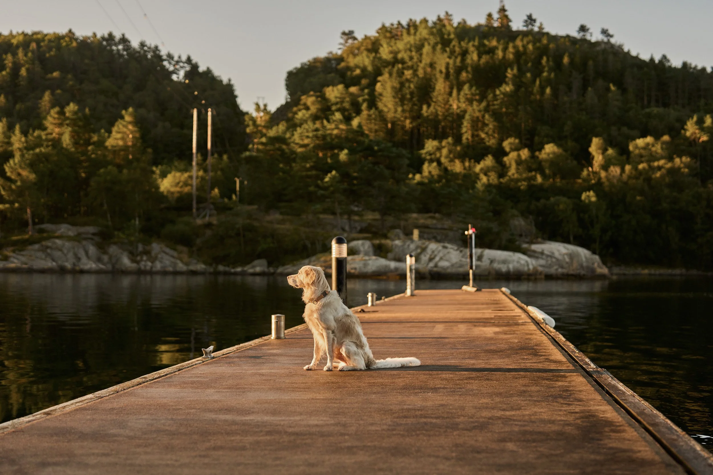 A dog sitting on a wooden dock in a lake surrounded by trees and mountains, with the sun setting.