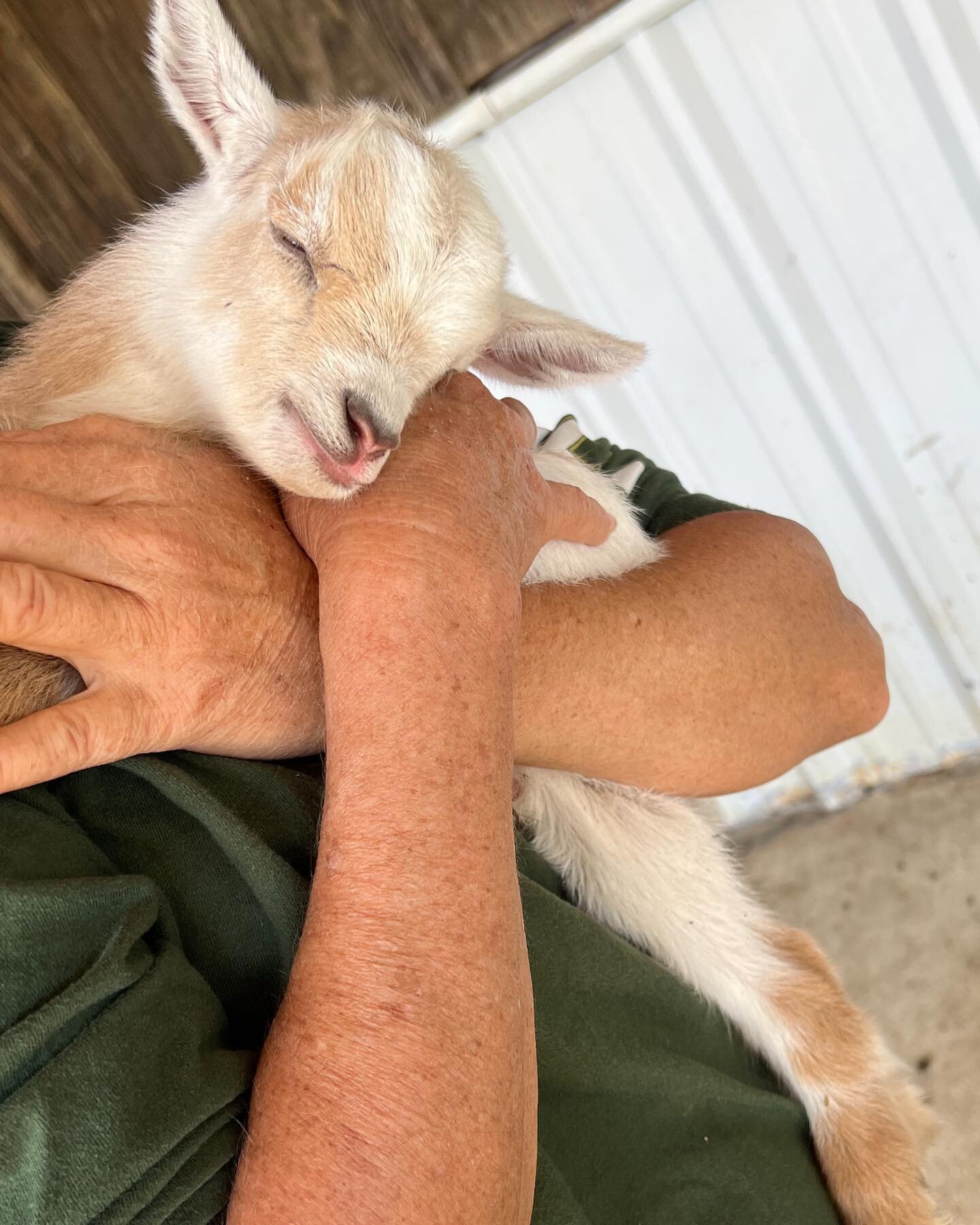 How do I ever get anything done??!! #gradygoat #babygoats #sleepingbaby #cute