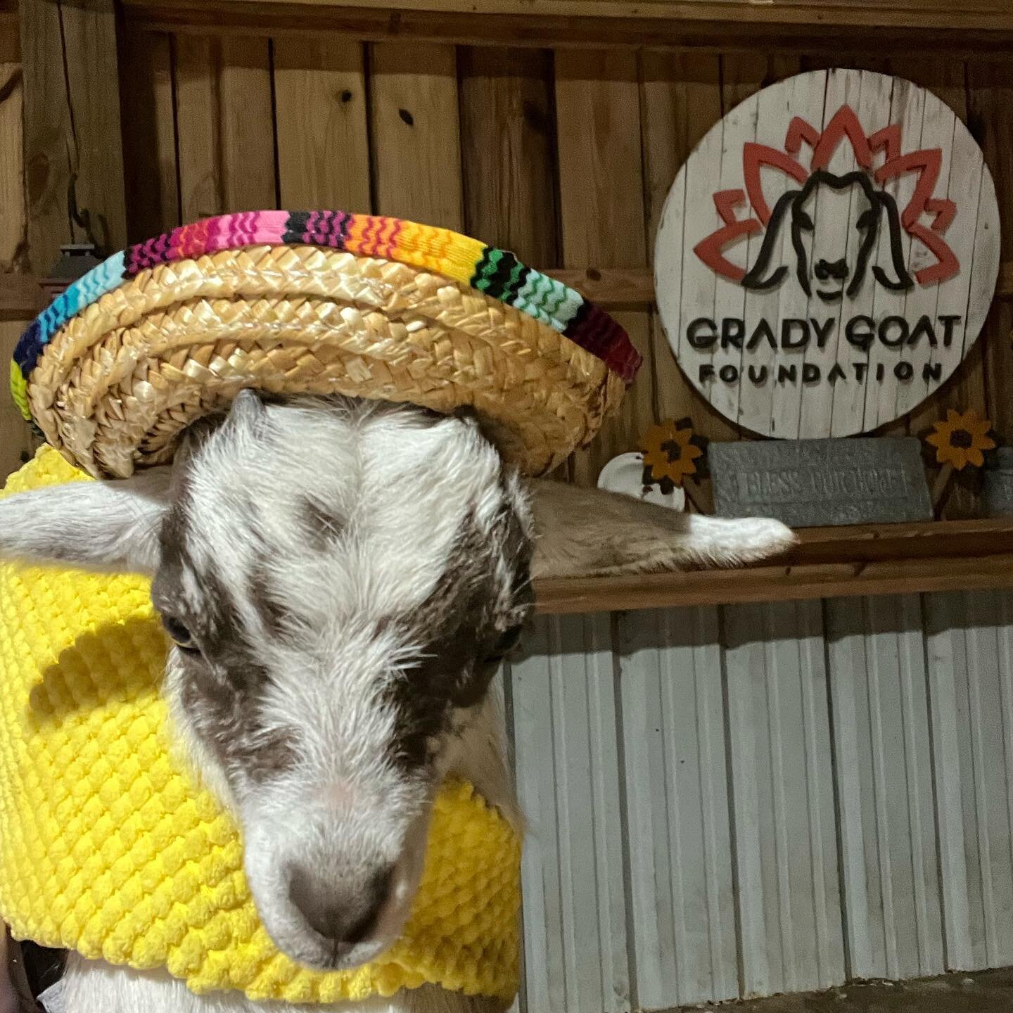 Cinco de Mayo! Nacho ordinary goat yoga! #gradygoat #cincodemayo